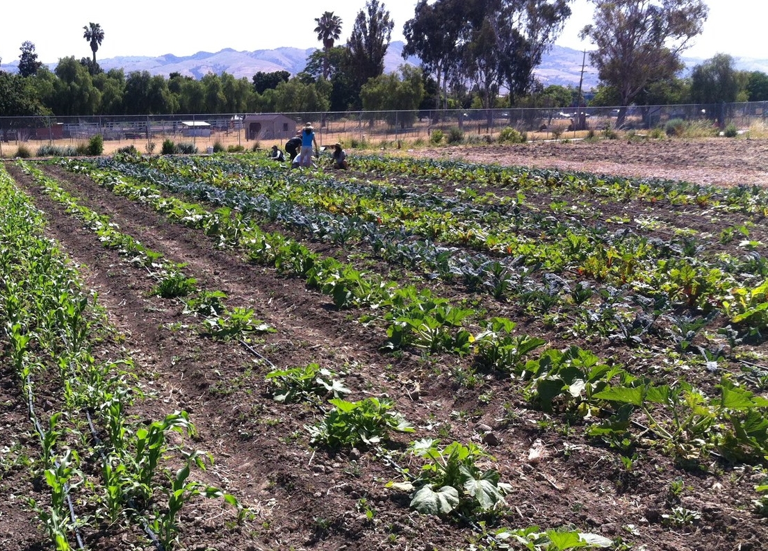 Corn, Squash, Kale, Chard, Cucumbers are all on their way in our "Section C" Plot.