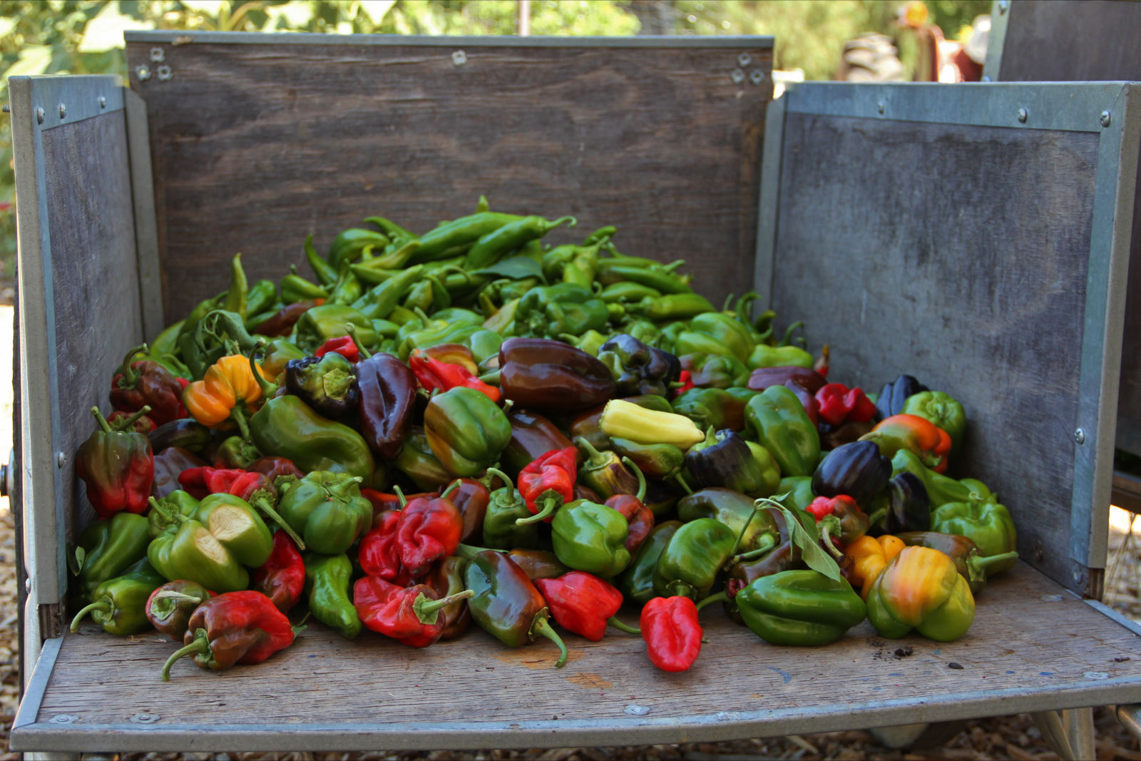 August Vegetable of the Month: Bell Pepper