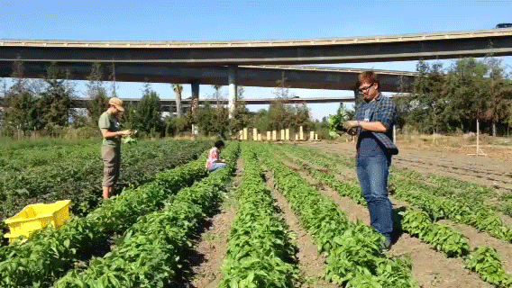 Nina Vuoso, Desiree Humphers, and Thien Tran harvest basil.