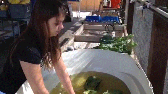 Fiona De Los Rios washes the collard greens she just helped harvest.