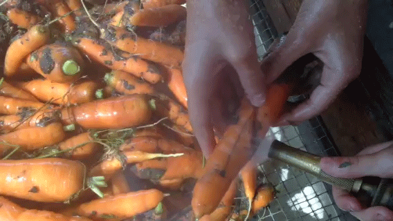 Sisters Lorelei and Pearl wash carrots before they're packed into the Farm Boxes. 
