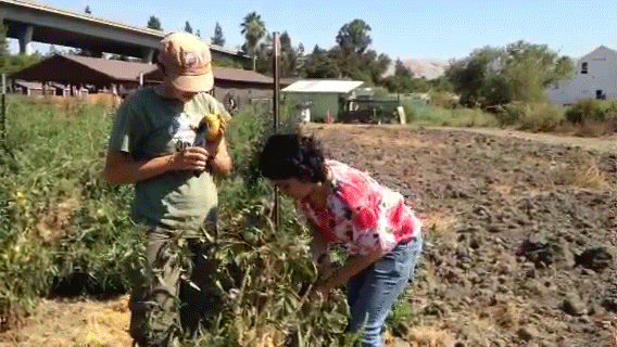 Nina Vuoso and Desiree Humphers pick heirloom tomatoes.