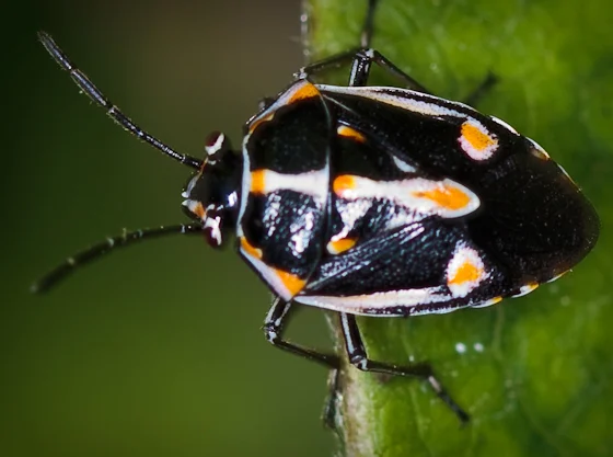 September State of the Farm - The evil Bagrada Bug!