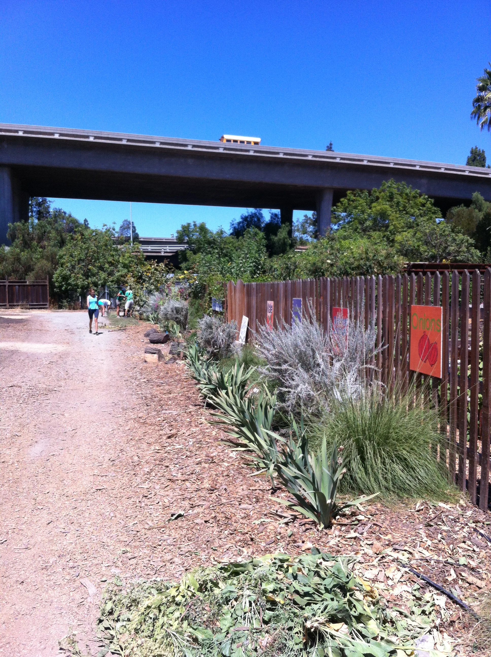 A smaller native hedgerow along the front of the Youth Garden, including some non-native species too.