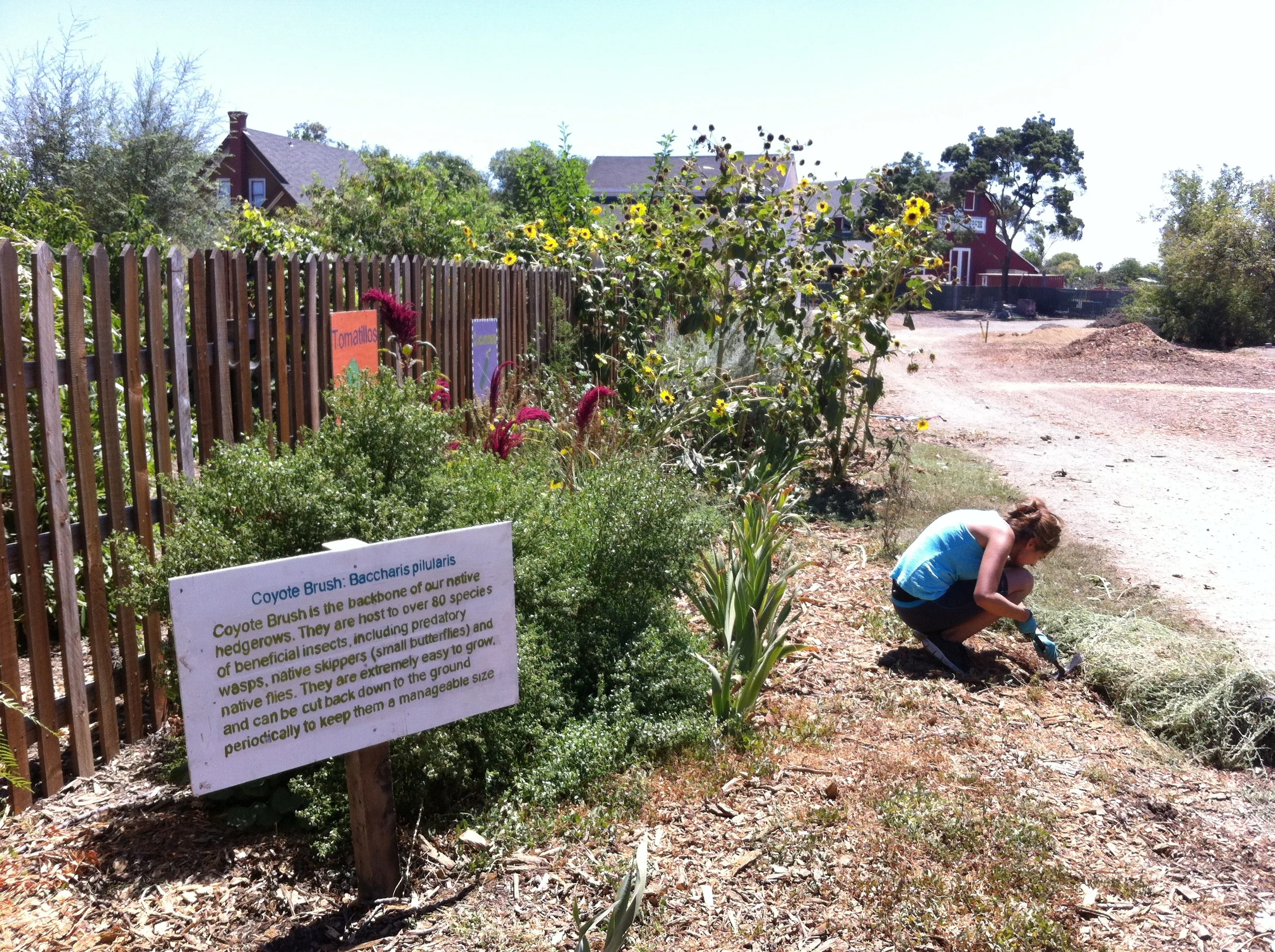 Native Plant Hedgerows