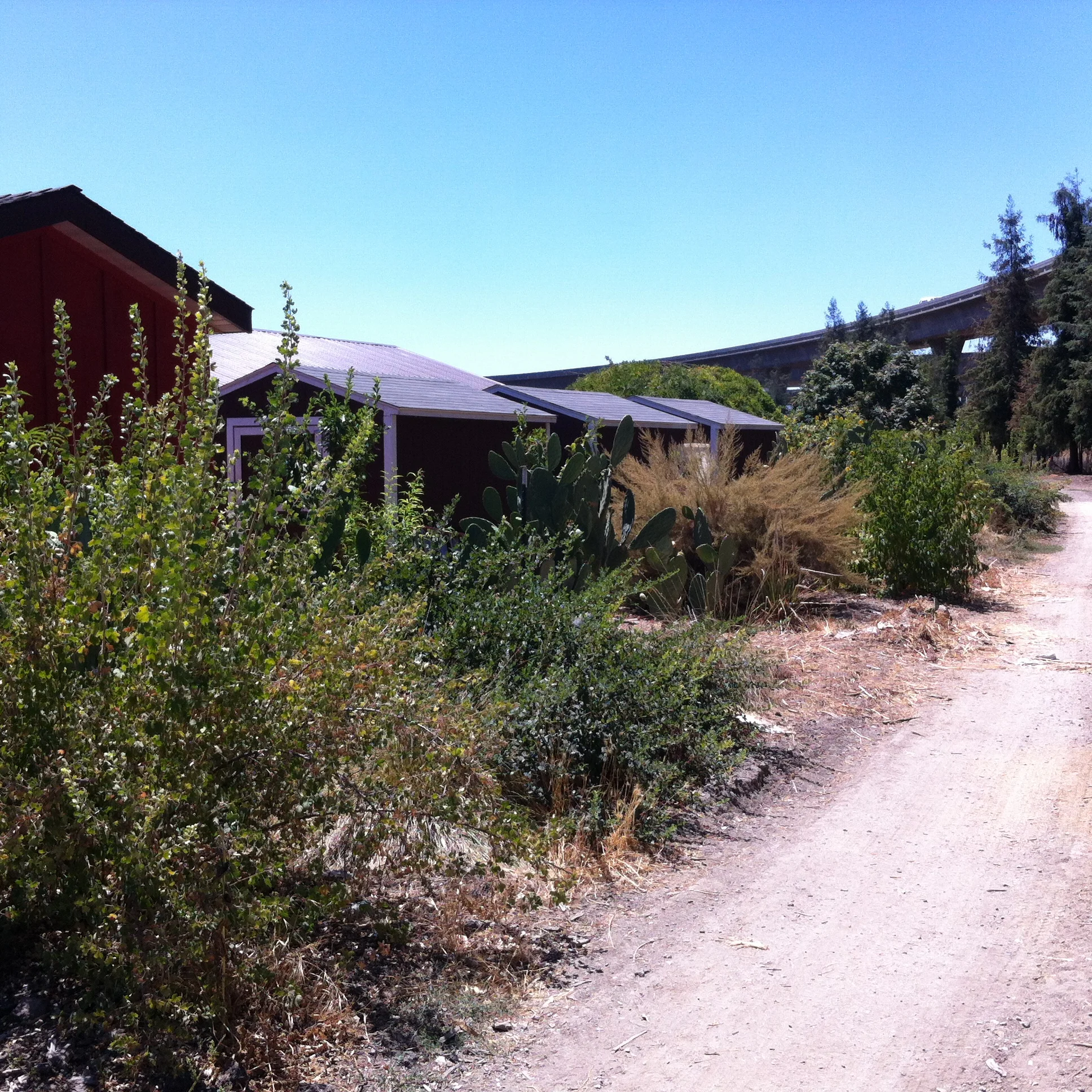 Another hedgerow near our Farm Stand. Many of our plantings were planned and facilitated by Alan Hackler of Bay Maples