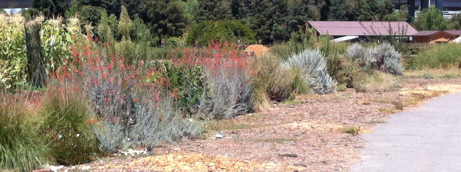 The Native hedgerow along the Eastern edge of our fields. Here you see flowering California Fuschia, Deergrass and several other species represented.