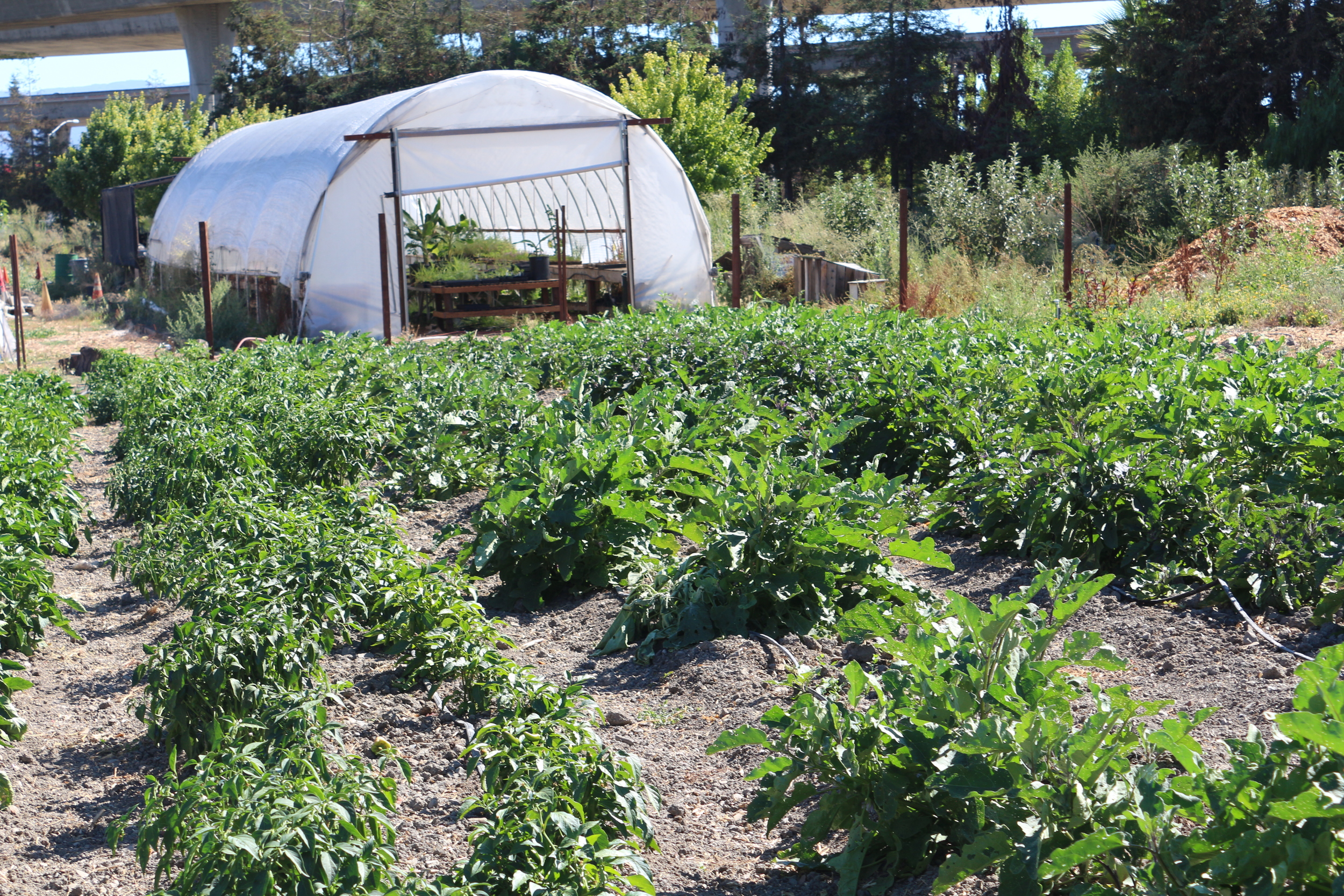 Volunteer of the Month: Sally Moiseff