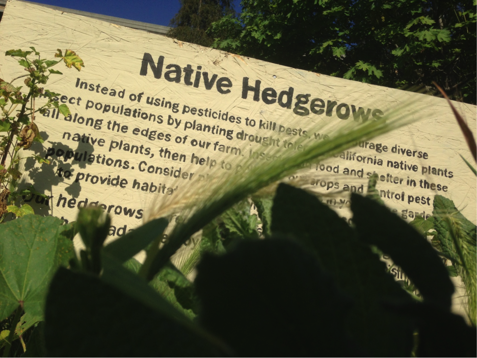 Hedgerow Headliner