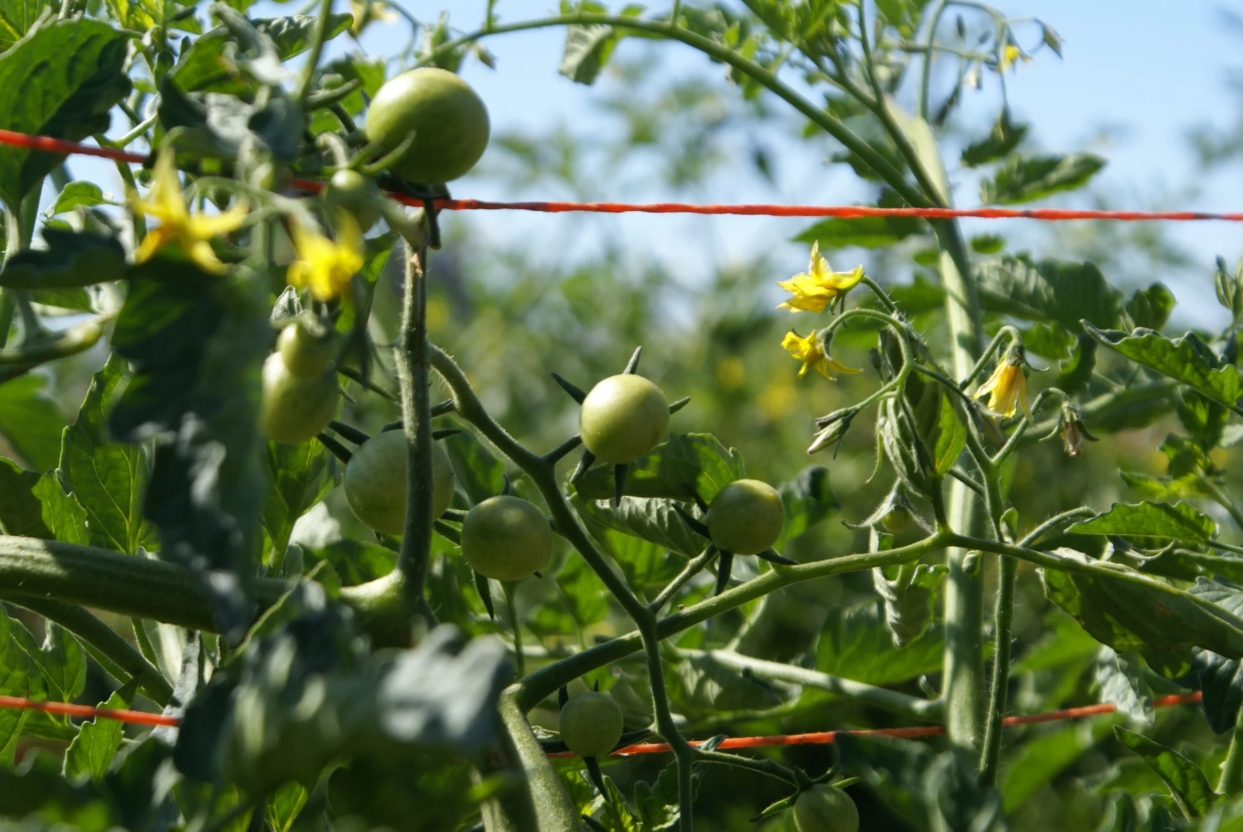 June Volunteer of the Month - Grace