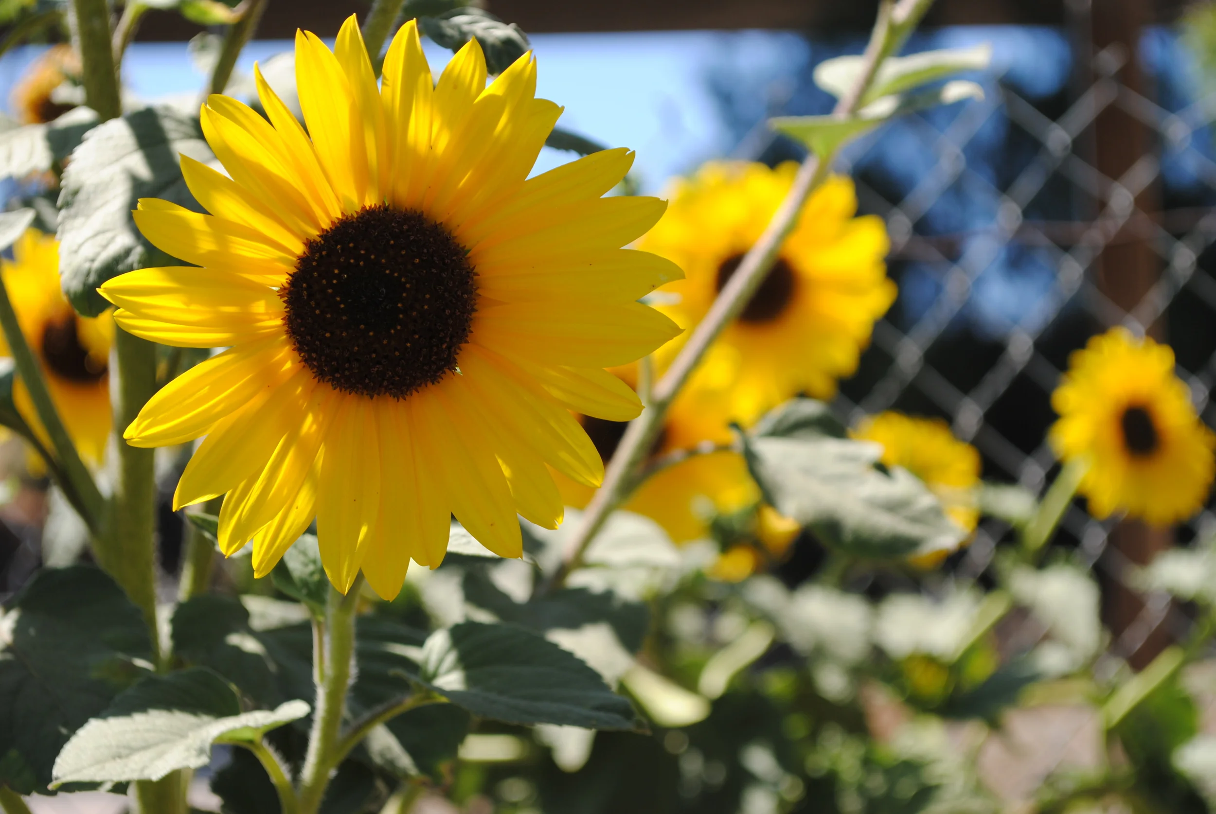 The Garden Teacher- Part 1