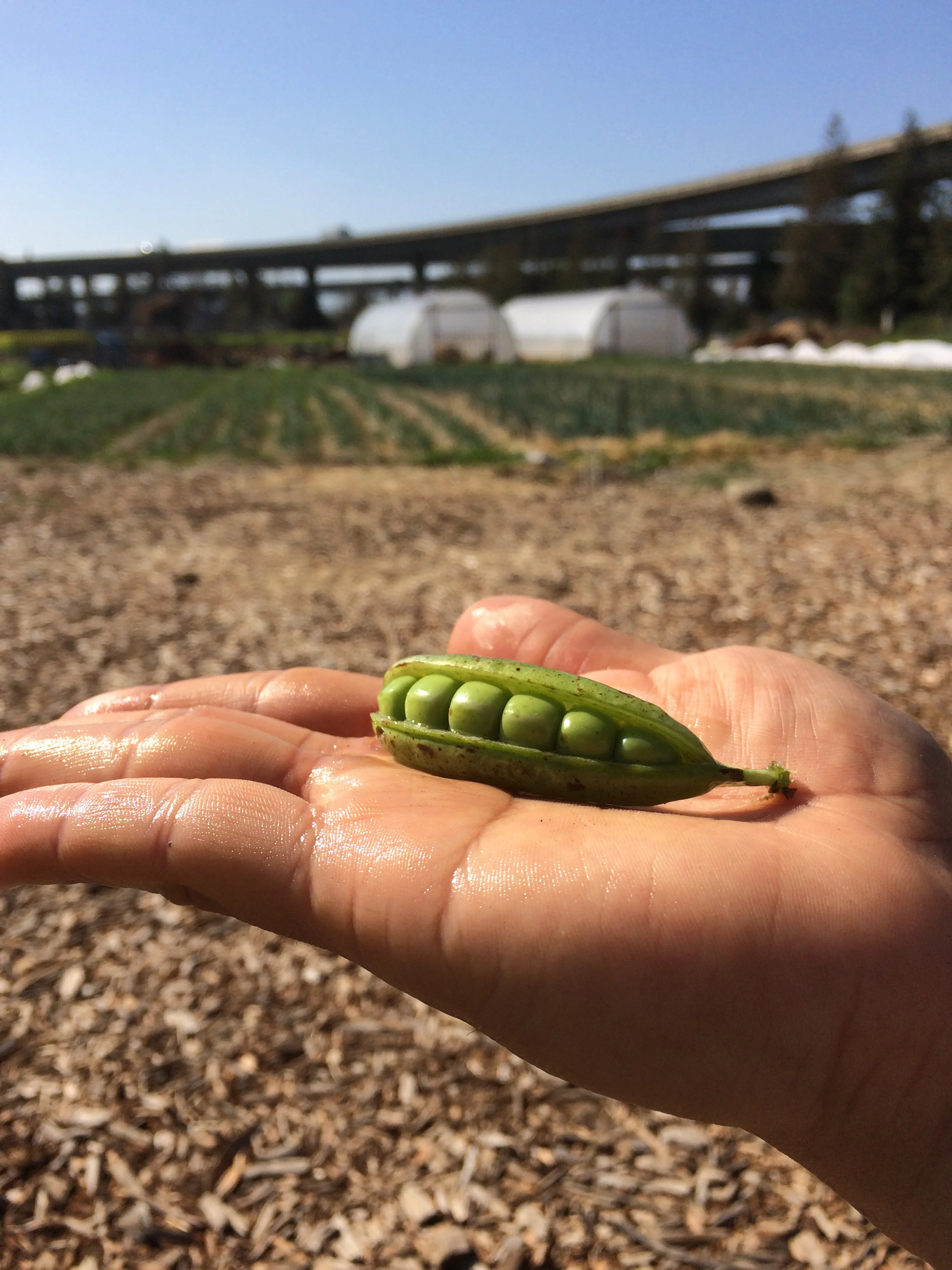 The Garden Teacher- Part 2