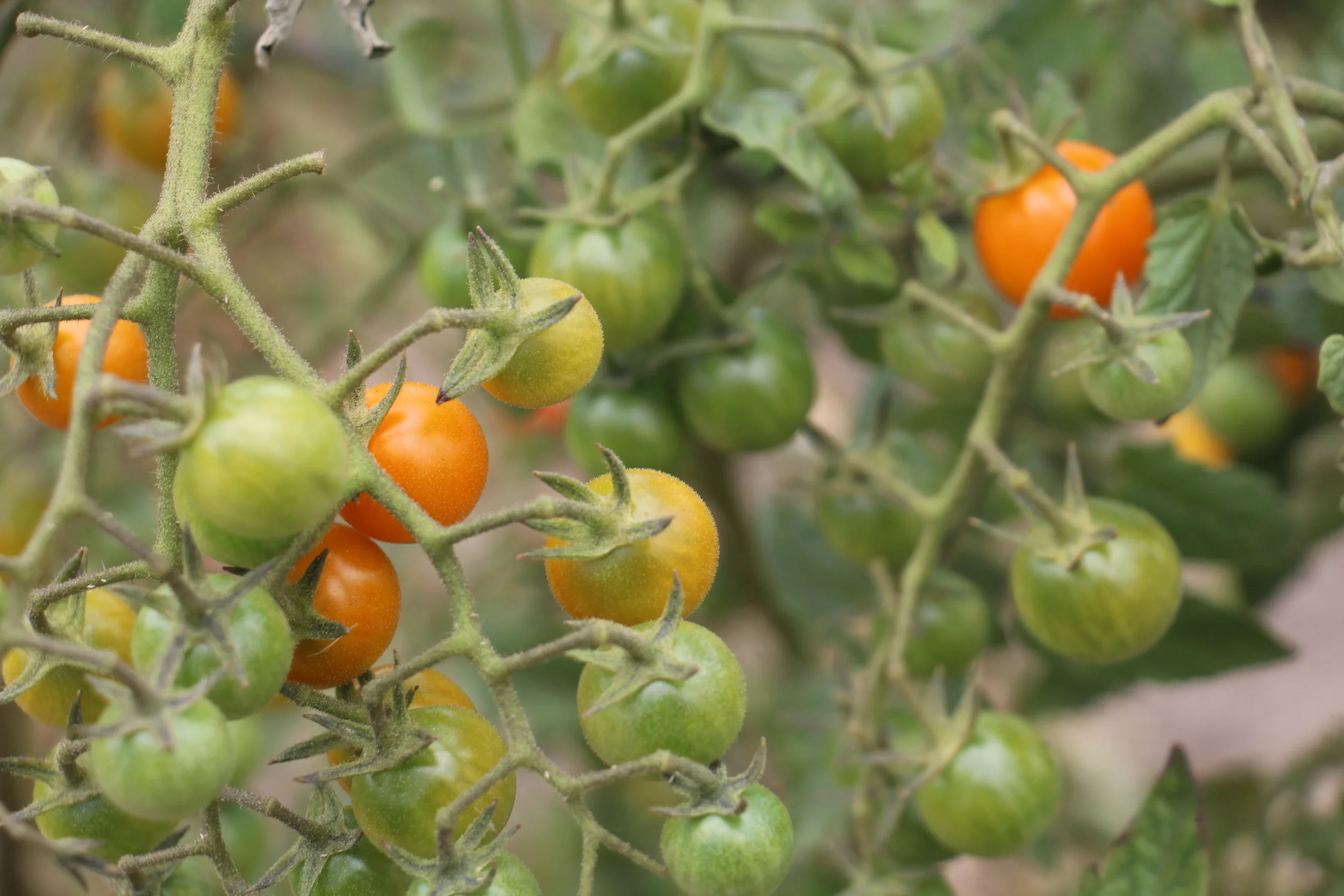 Vegetable of the Month - Cherry Tomato