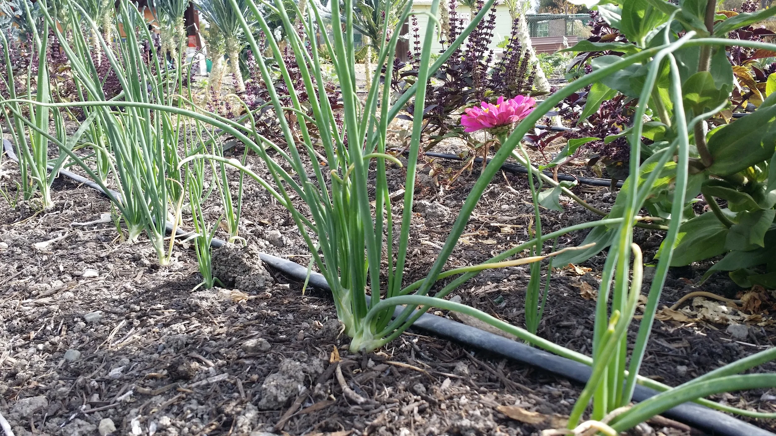 Vegetable of the Month - Green Onion