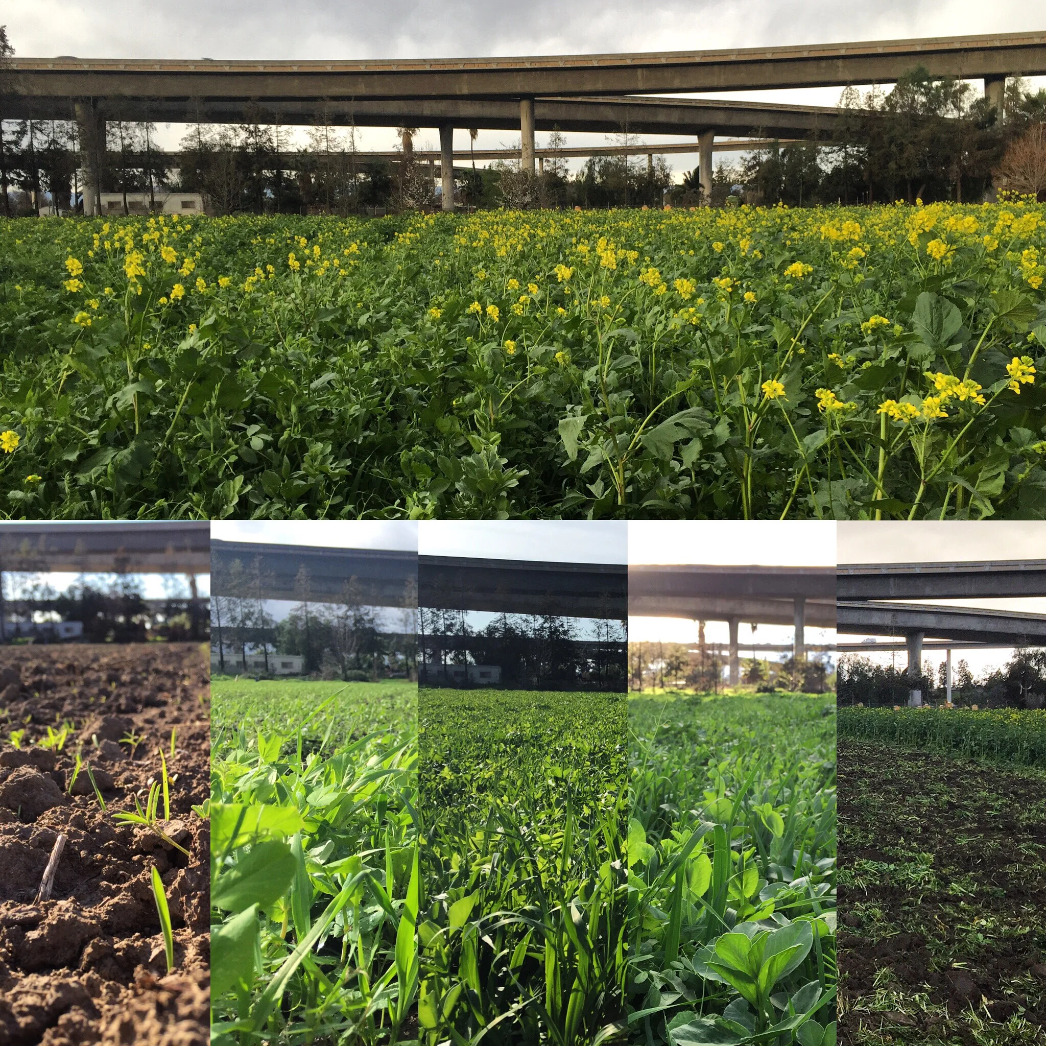 Beautiful Broccoli, Killer Kale, and Leafy Lettuce ... plus CSA DAY!!