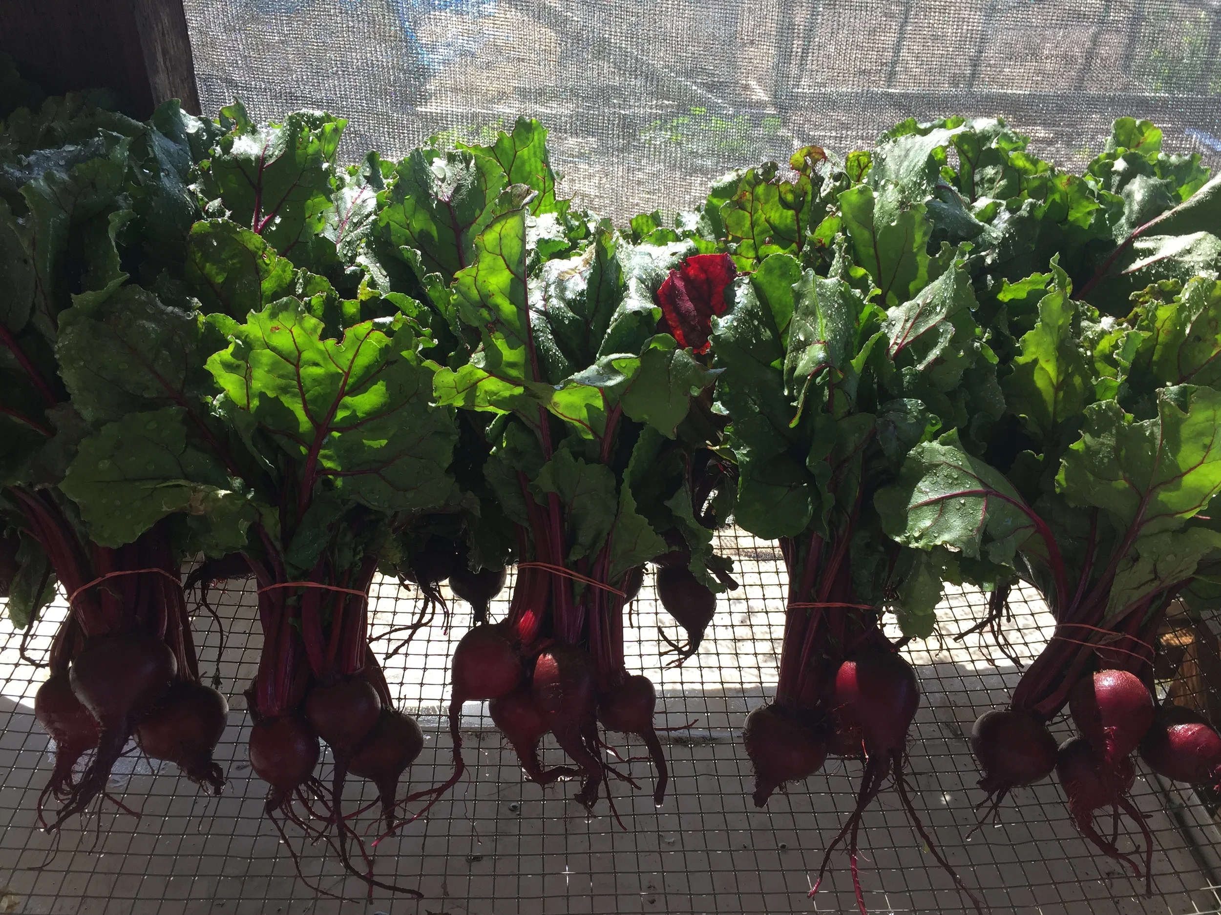 Time to plant your summer garden!