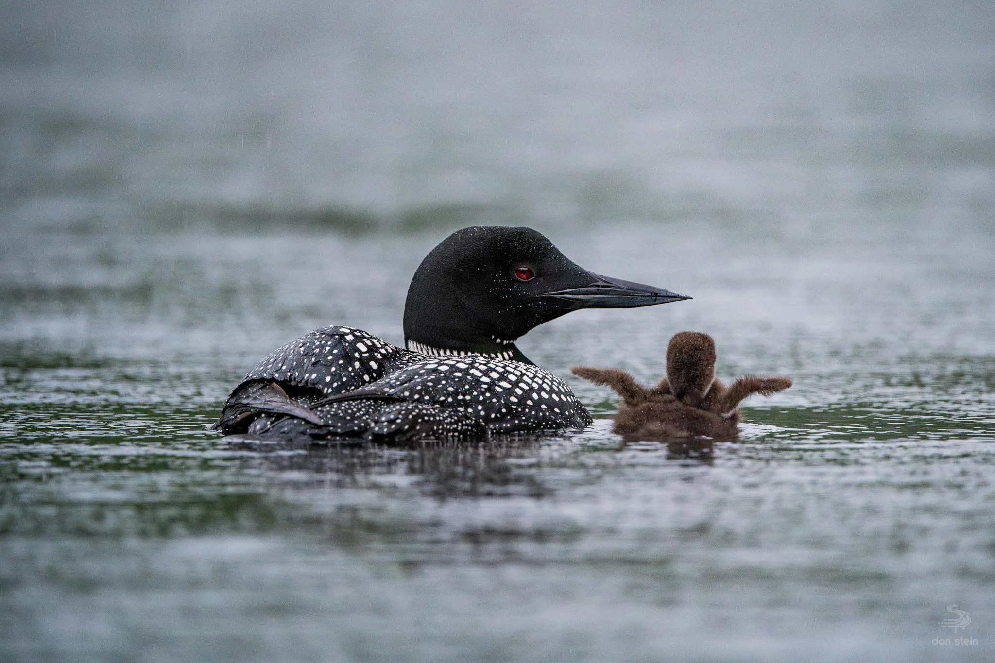 Loom-Wildlife JPEG-9.jpg