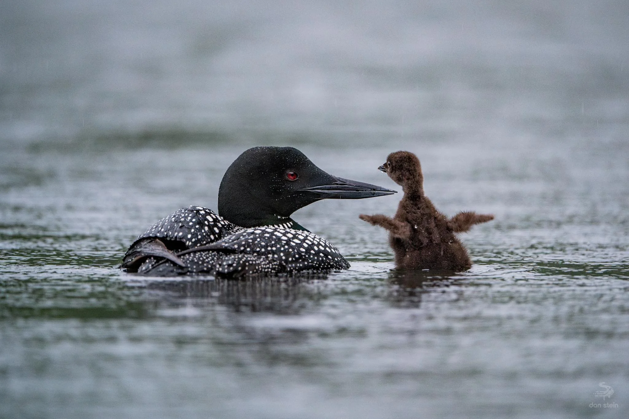 Loom-Wildlife JPEG-8.jpg