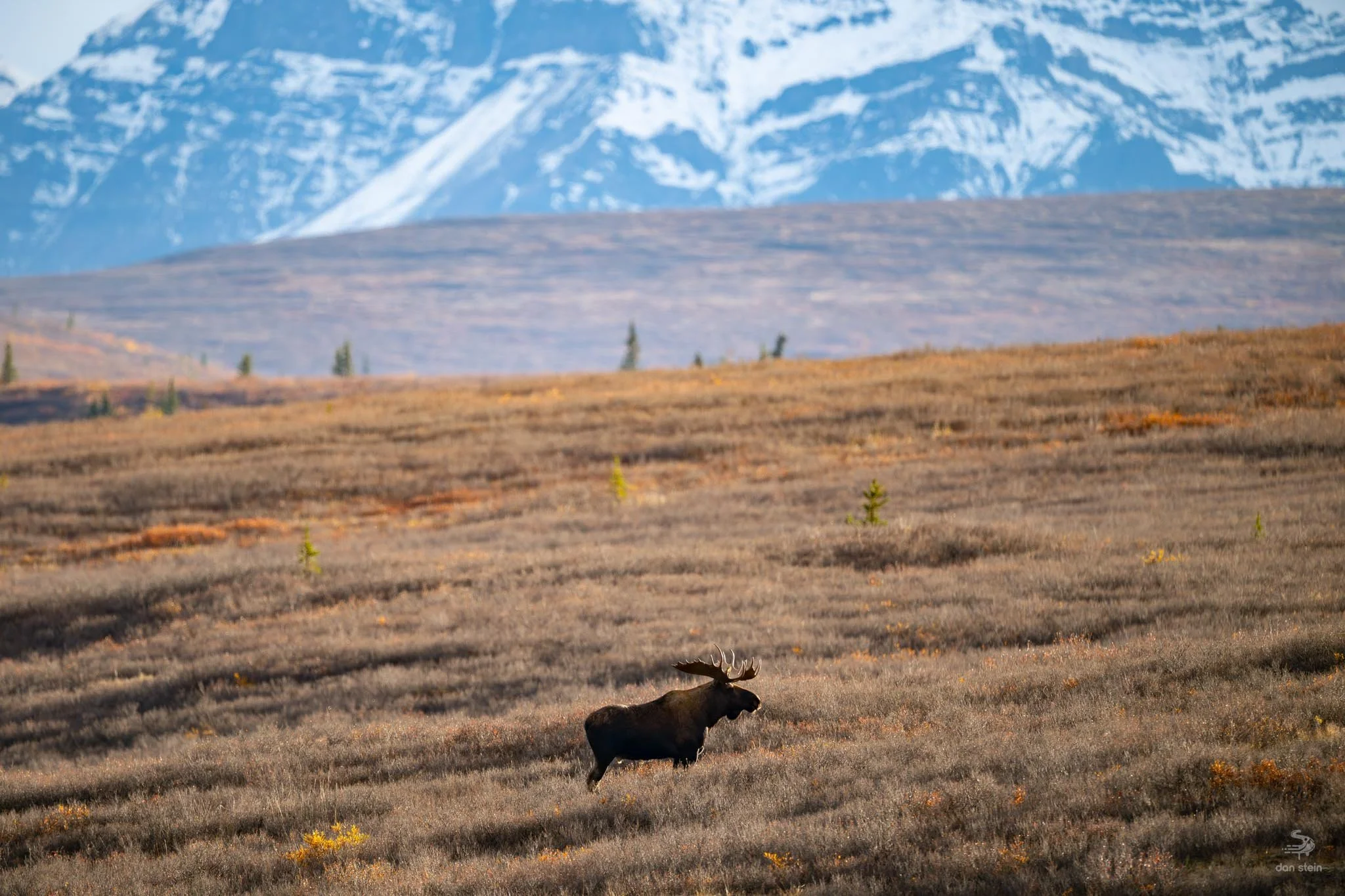 Moose Denali.jpg
