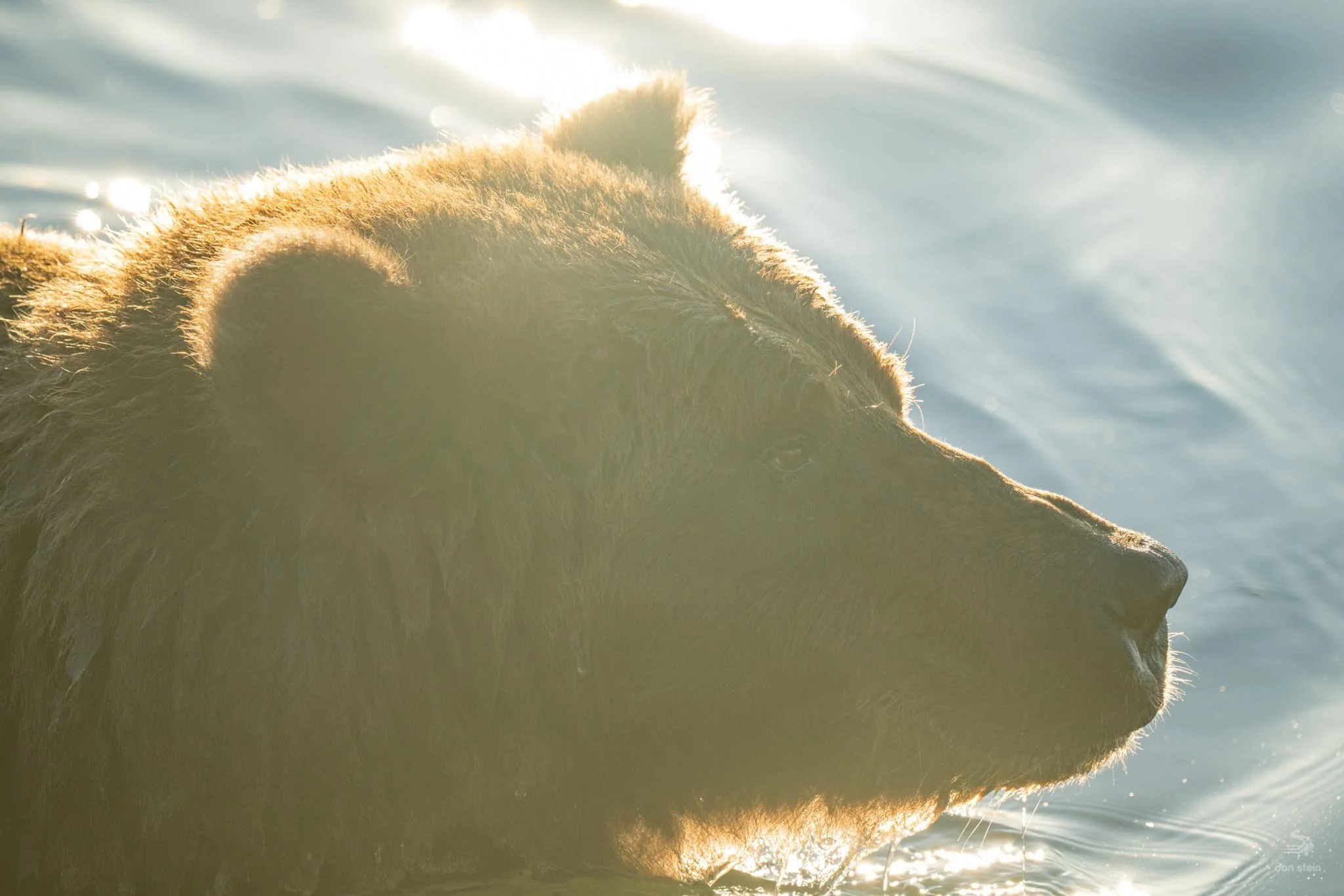 Grizzly in sunlight.jpg