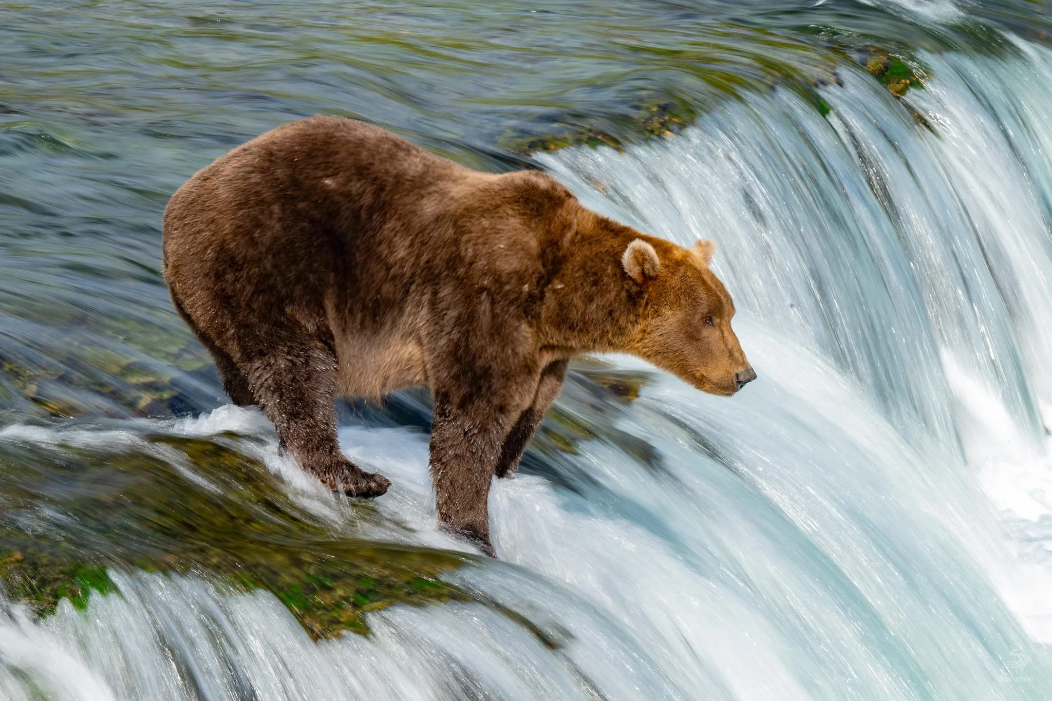 Bear.jpg