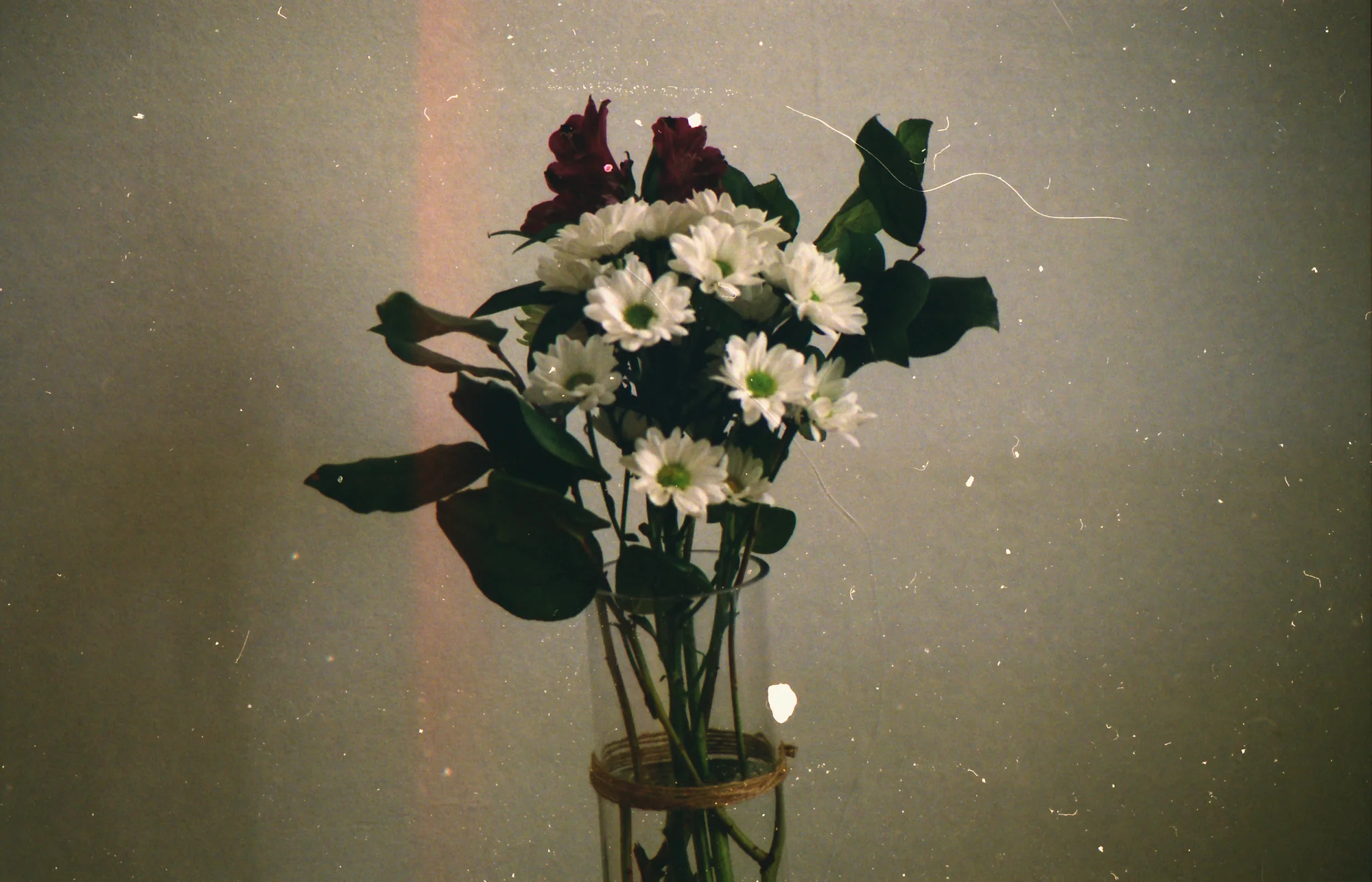 Fleurs. Minolta XG-1, Kodak Portra 800