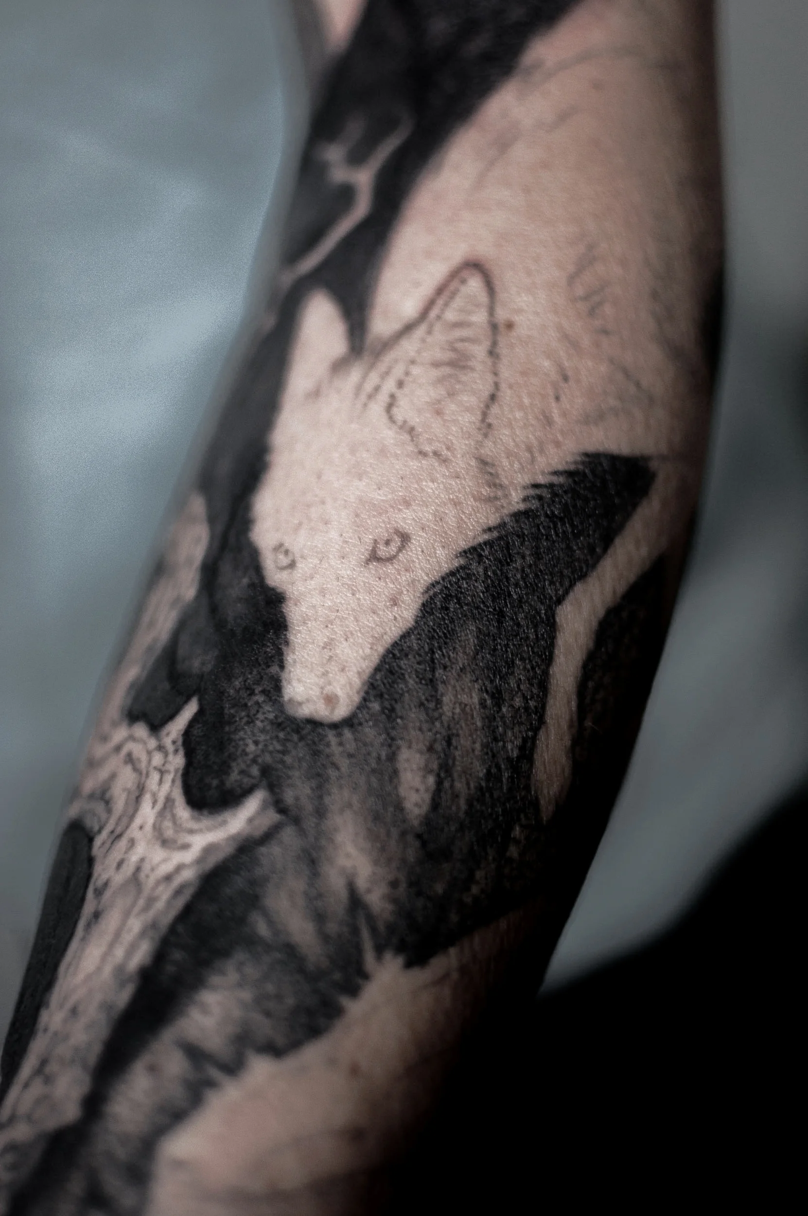 Coyote