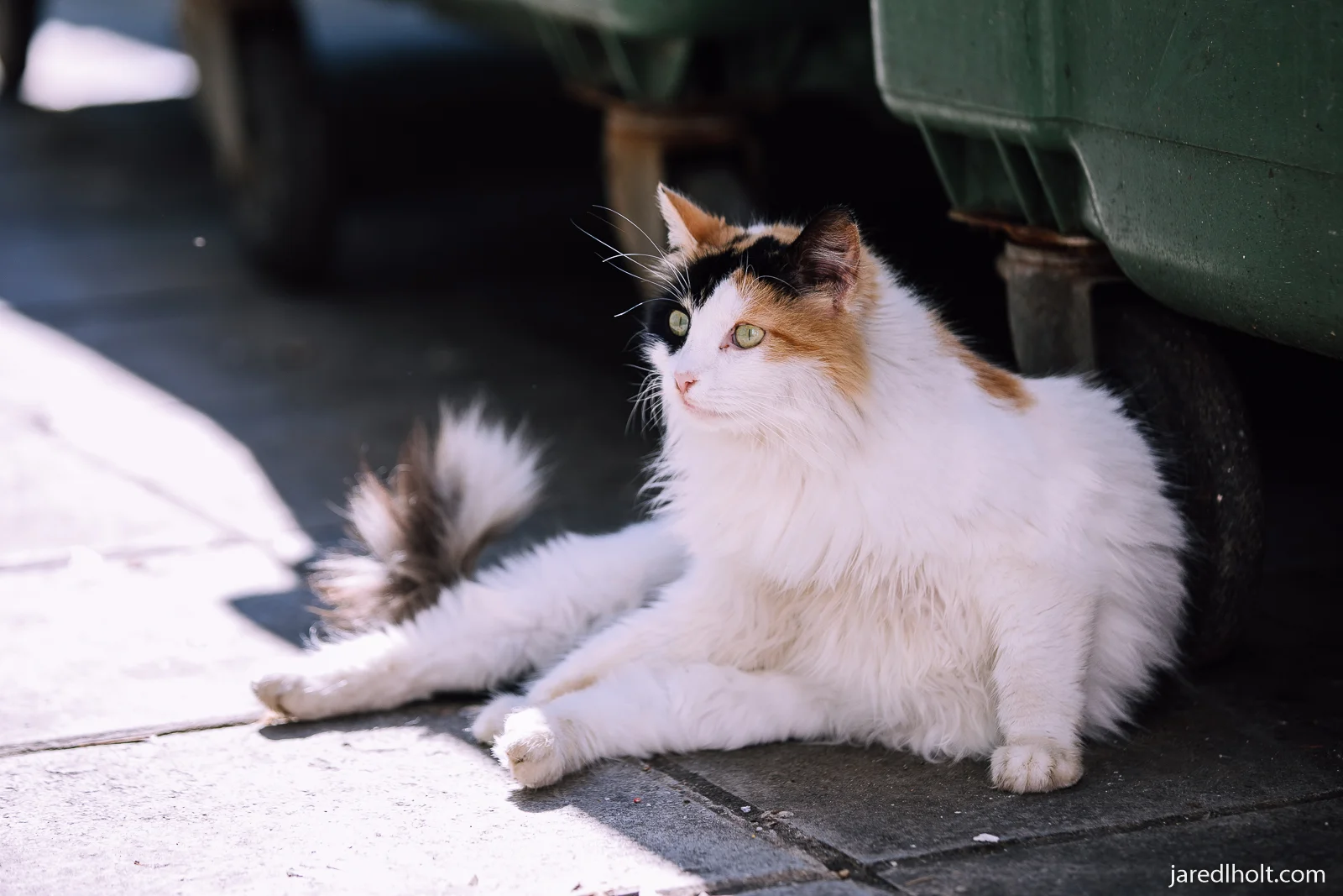 kedi watermark-1.jpg