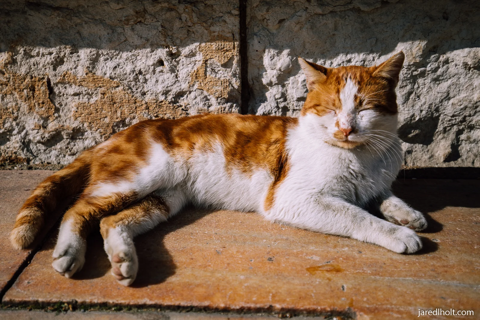 kedi watermark-2.jpg