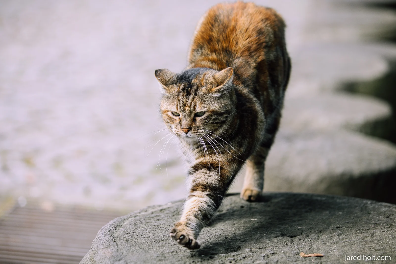 kedi watermark-7.jpg