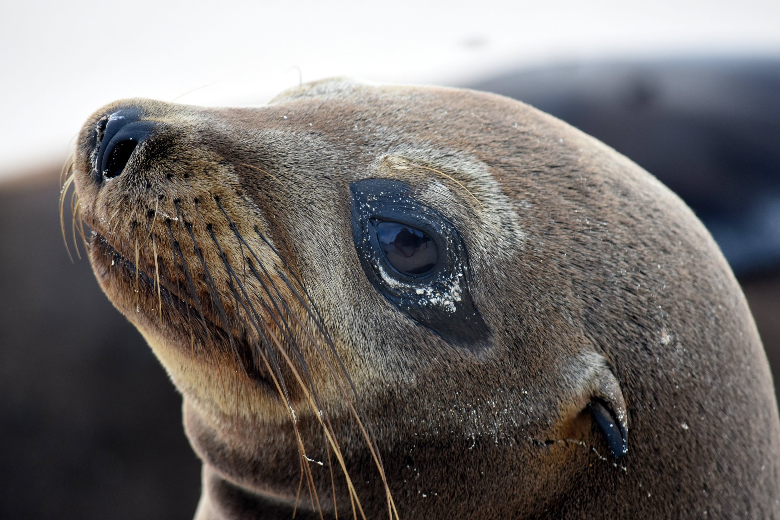 01sealion.jpg