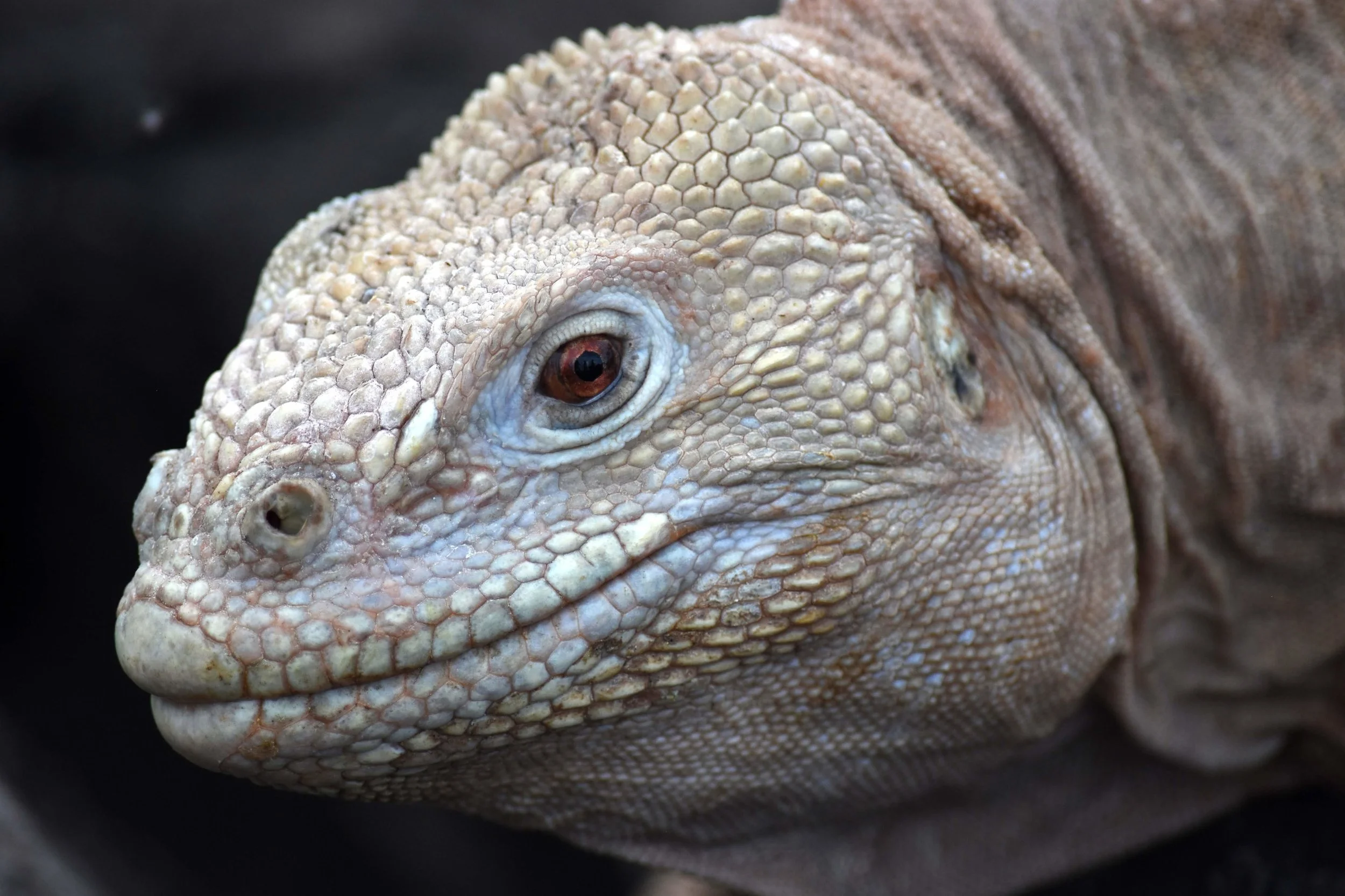 03reptile1.jpg