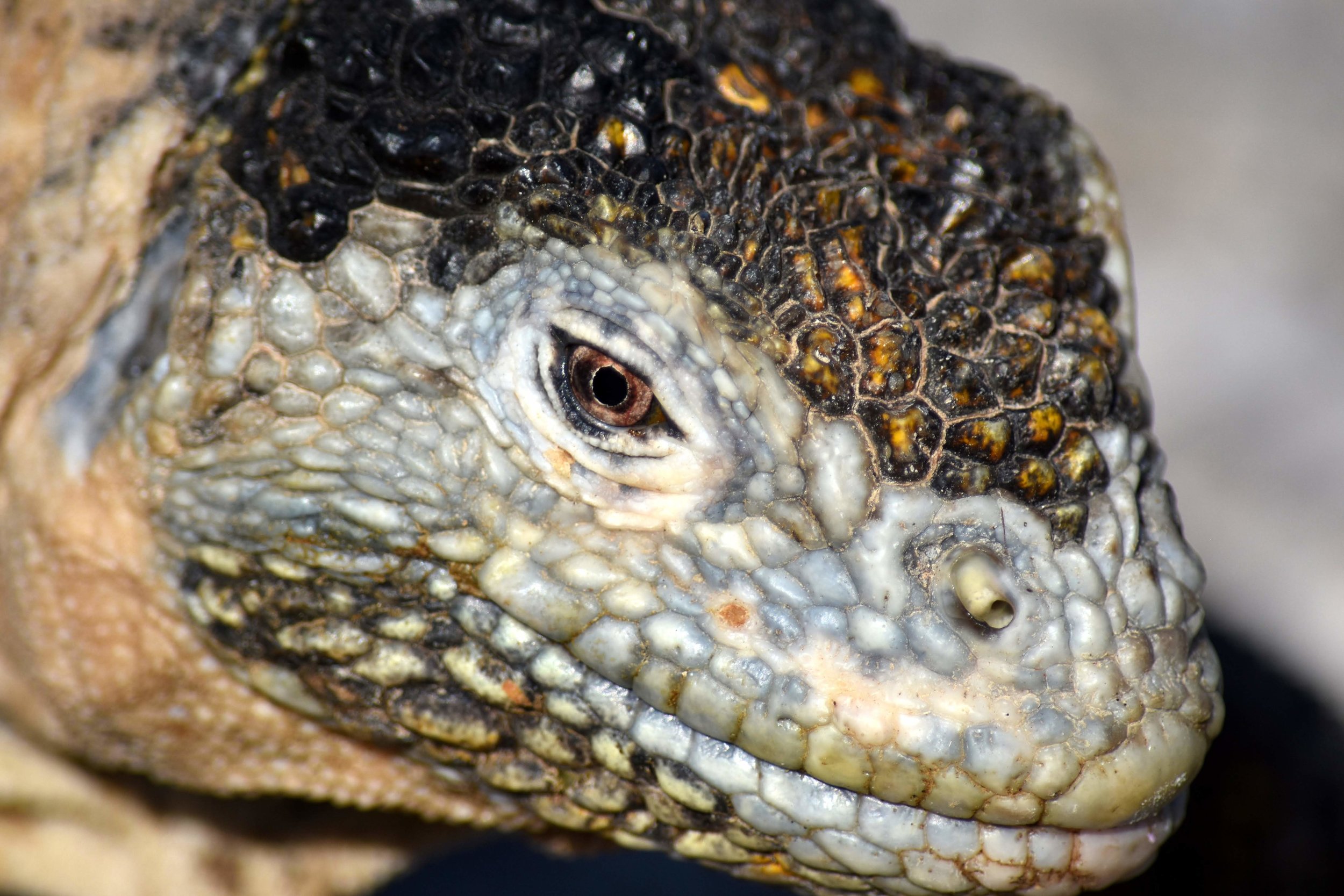 03reptile2.jpg