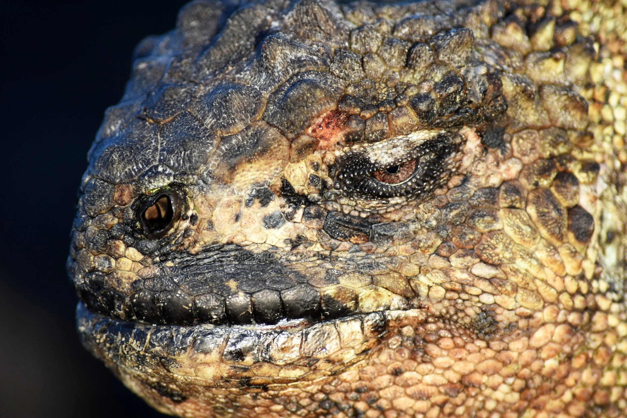 03reptile3.jpg