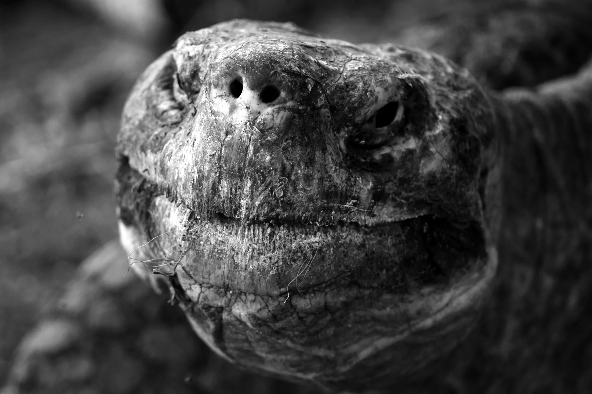 03reptile5.jpg