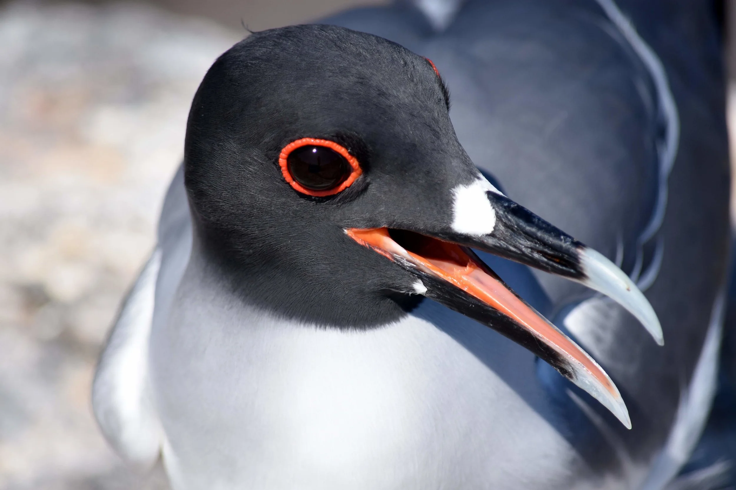 bird3.jpg