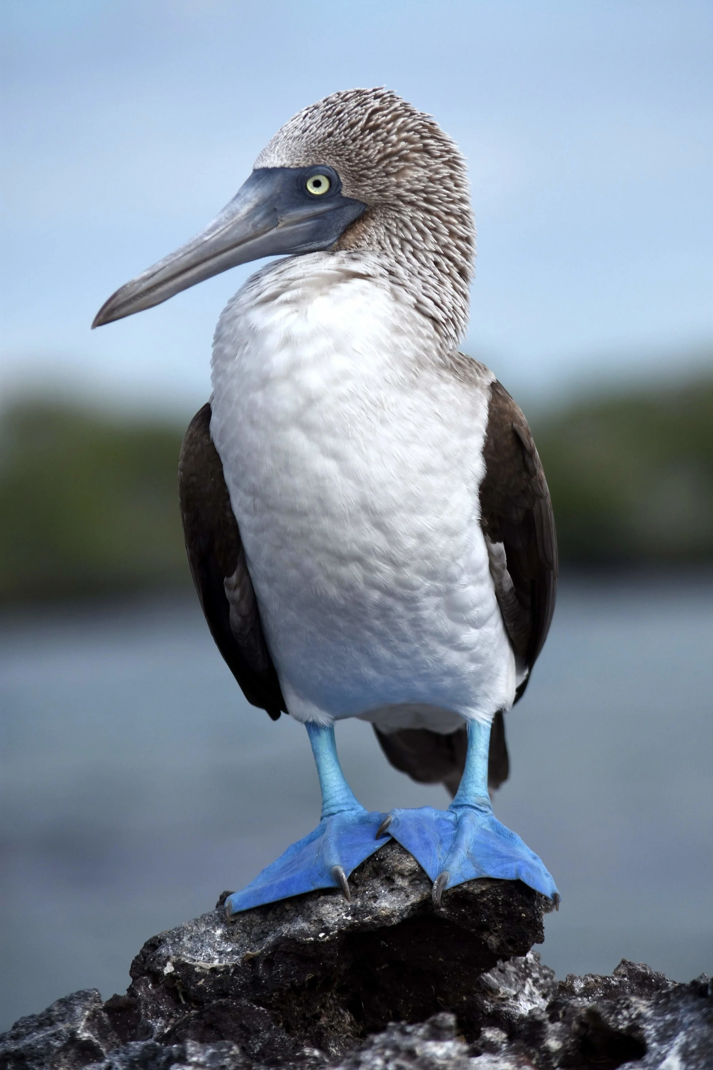 bird5.jpg