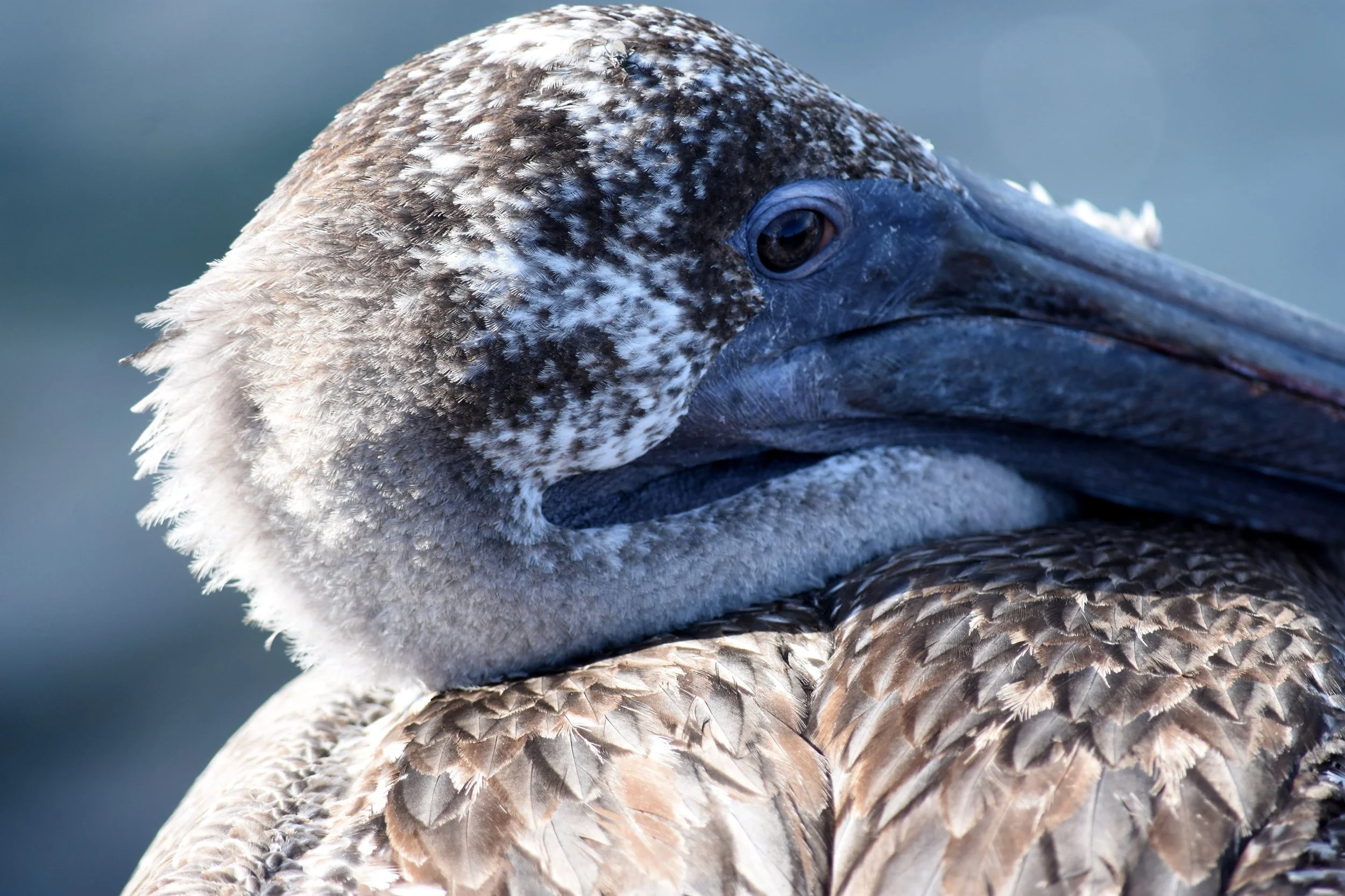 bird4.jpg