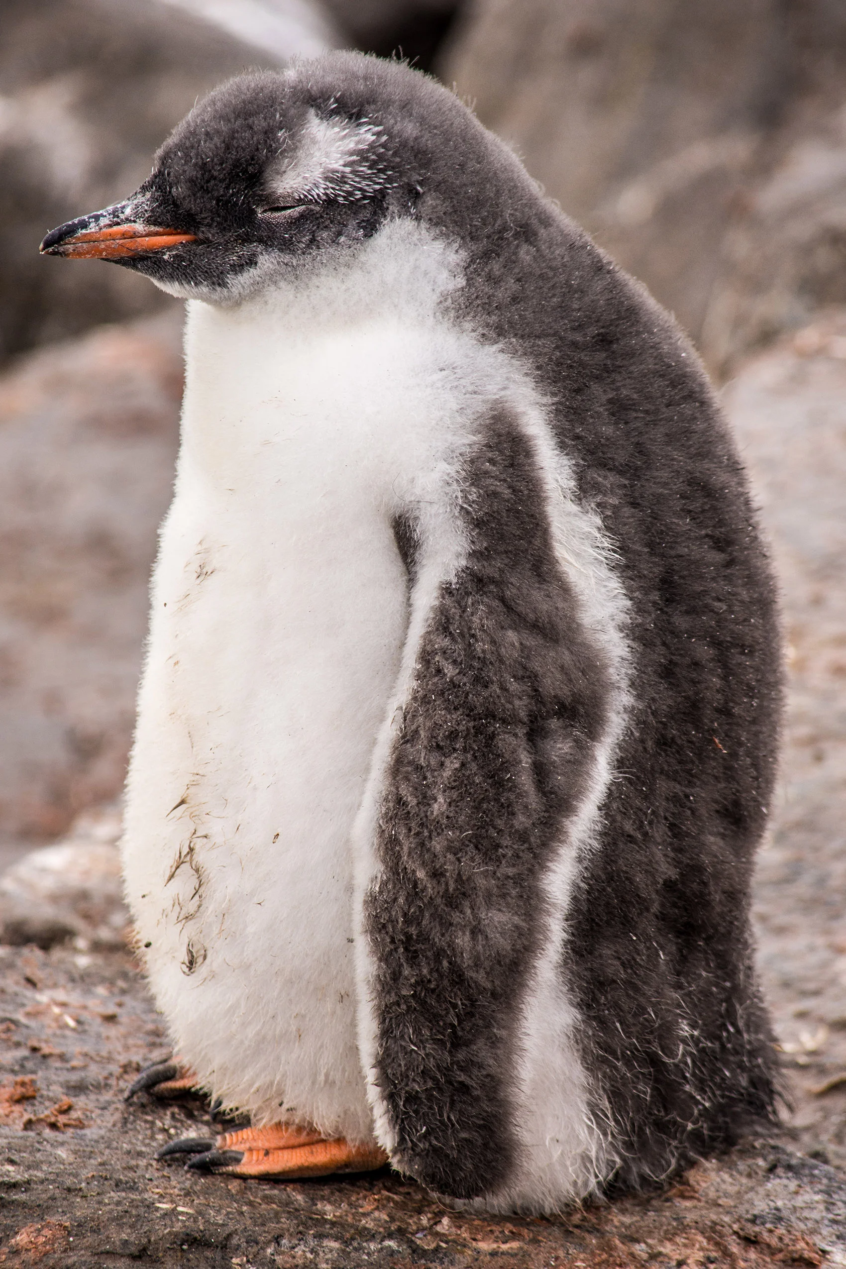 DSC_8545.jpg