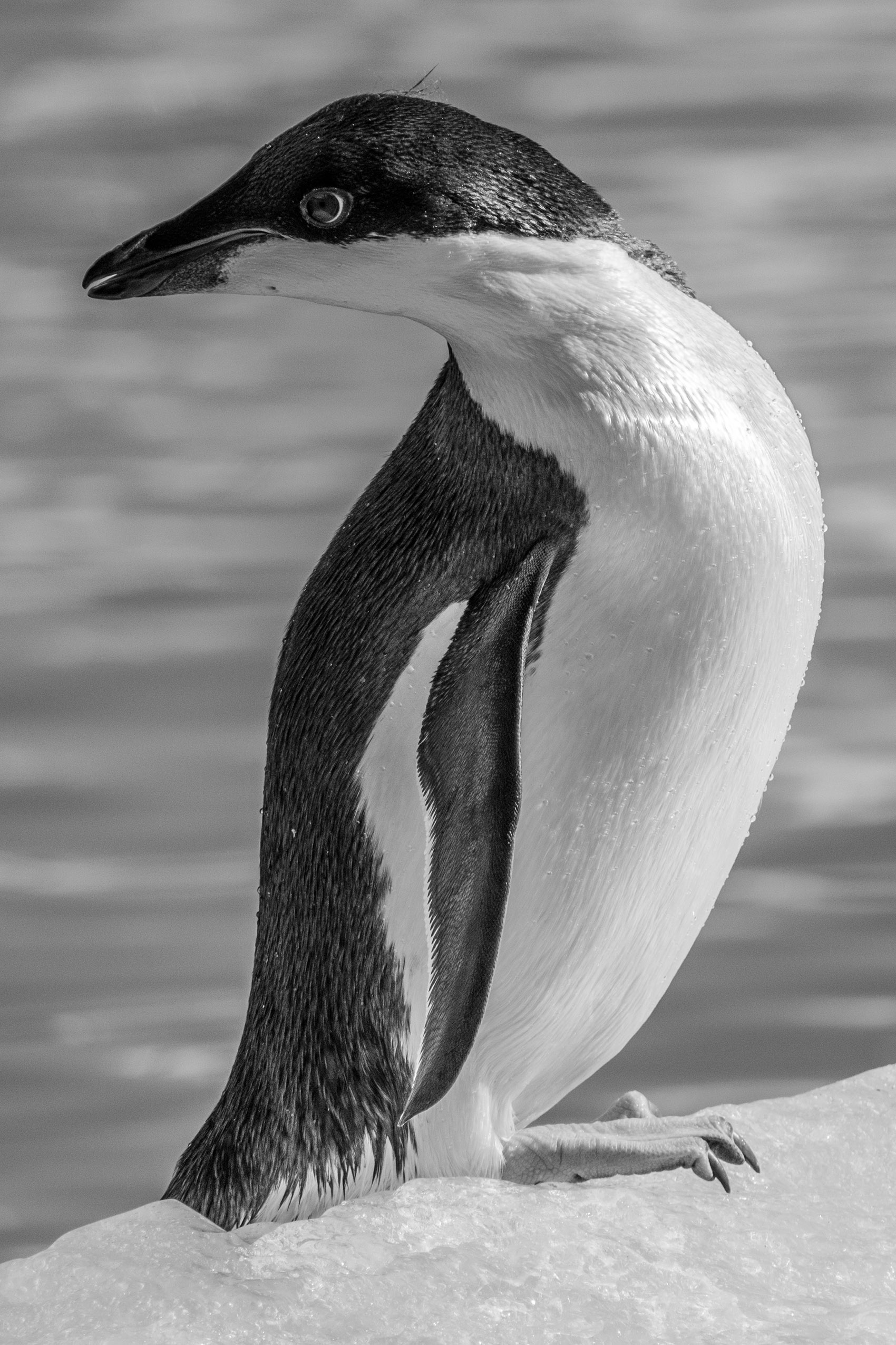 DSC_8393.jpg