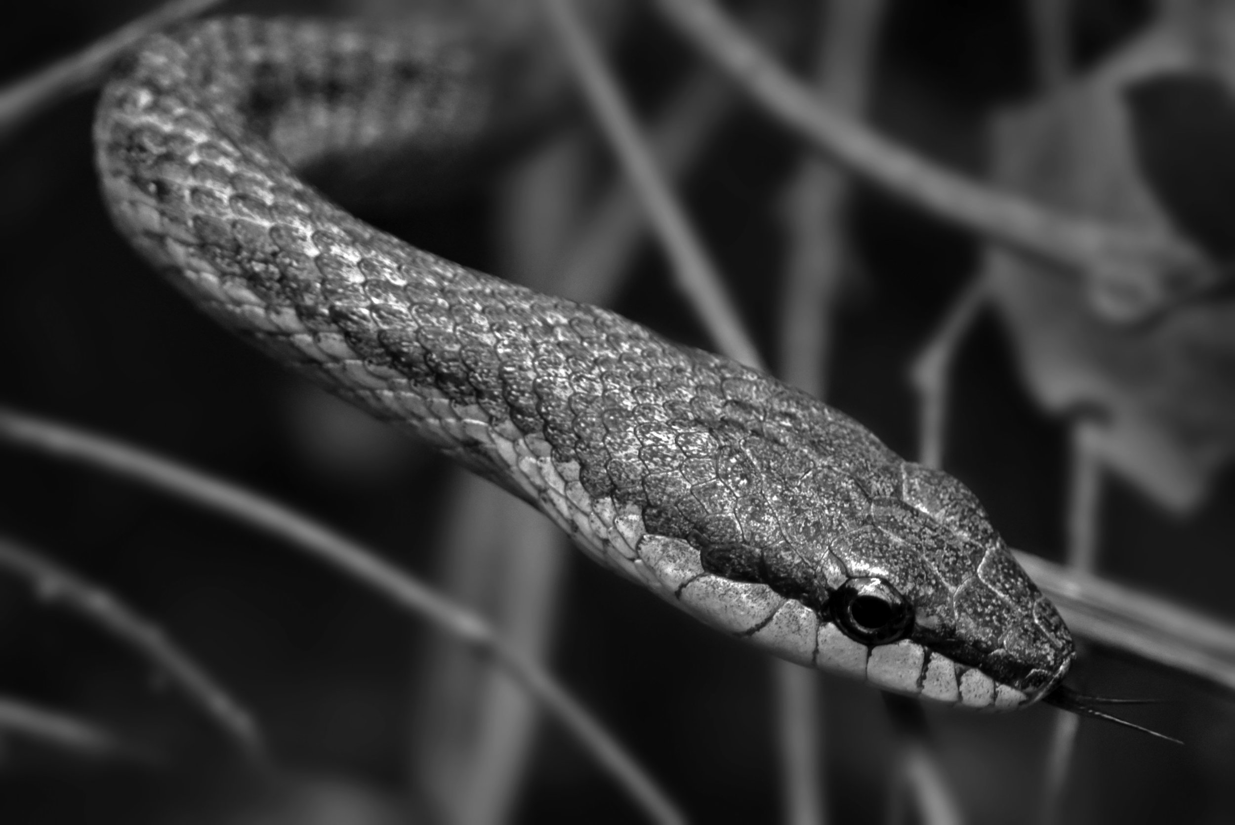 DSC_1428-001 - Copy.JPG