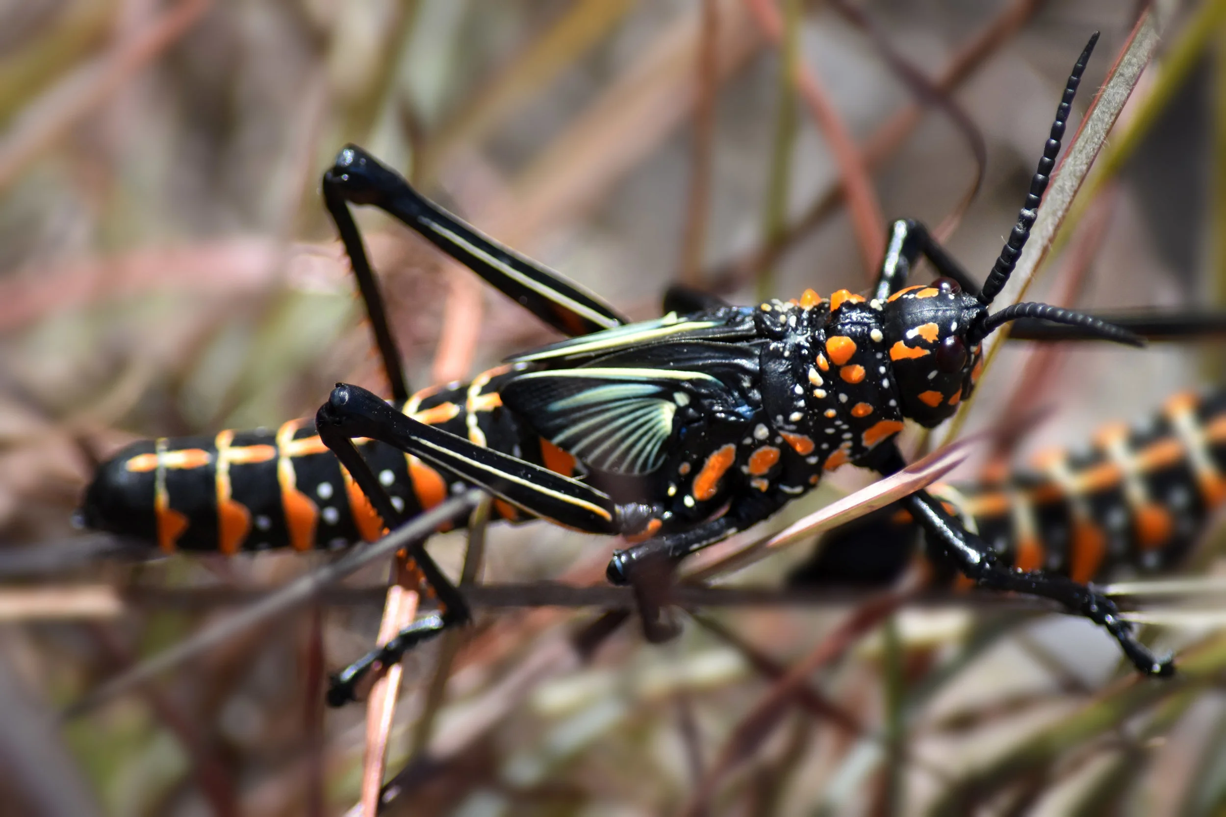 DSC_1327a.jpg