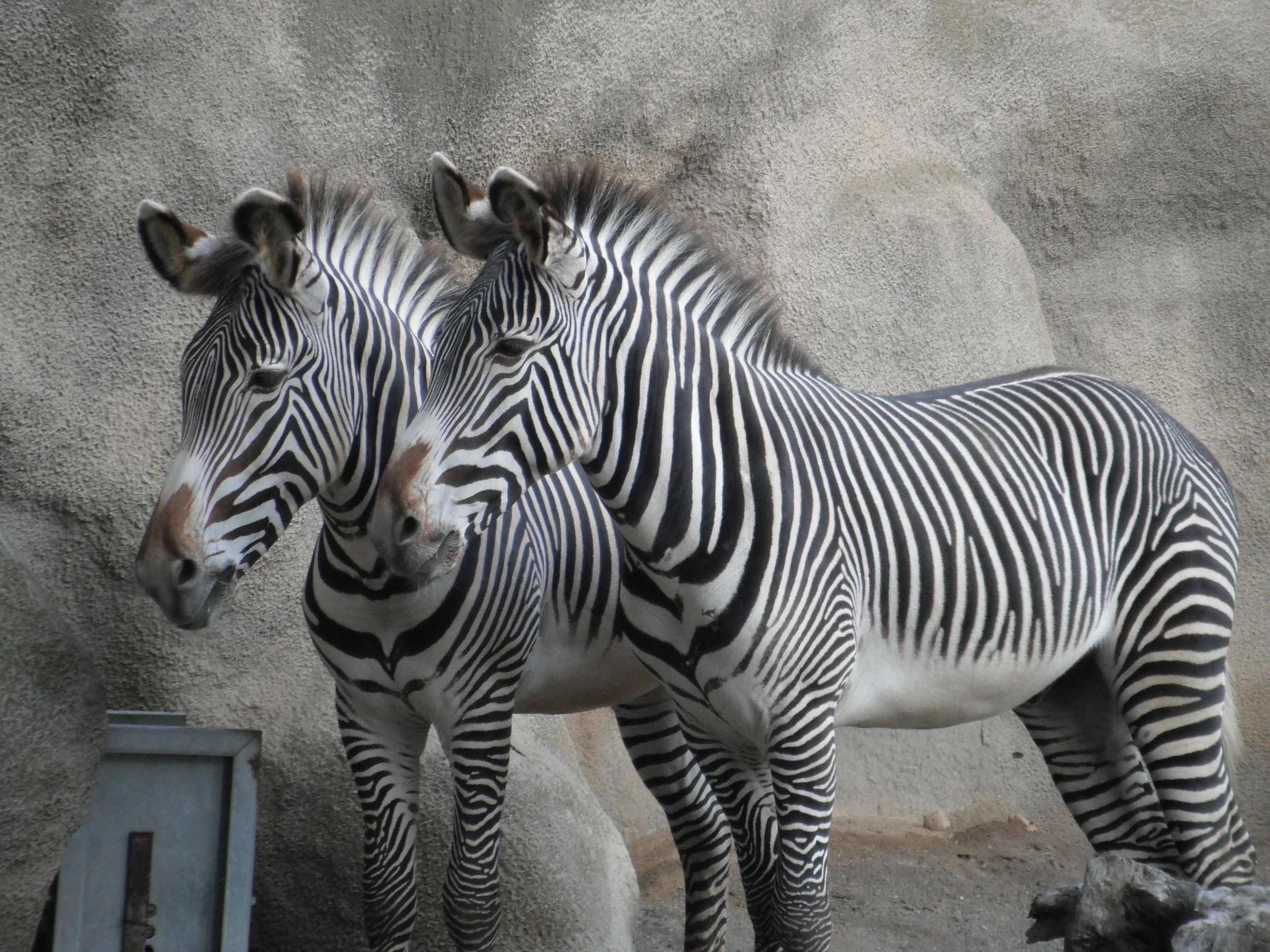 Zebras