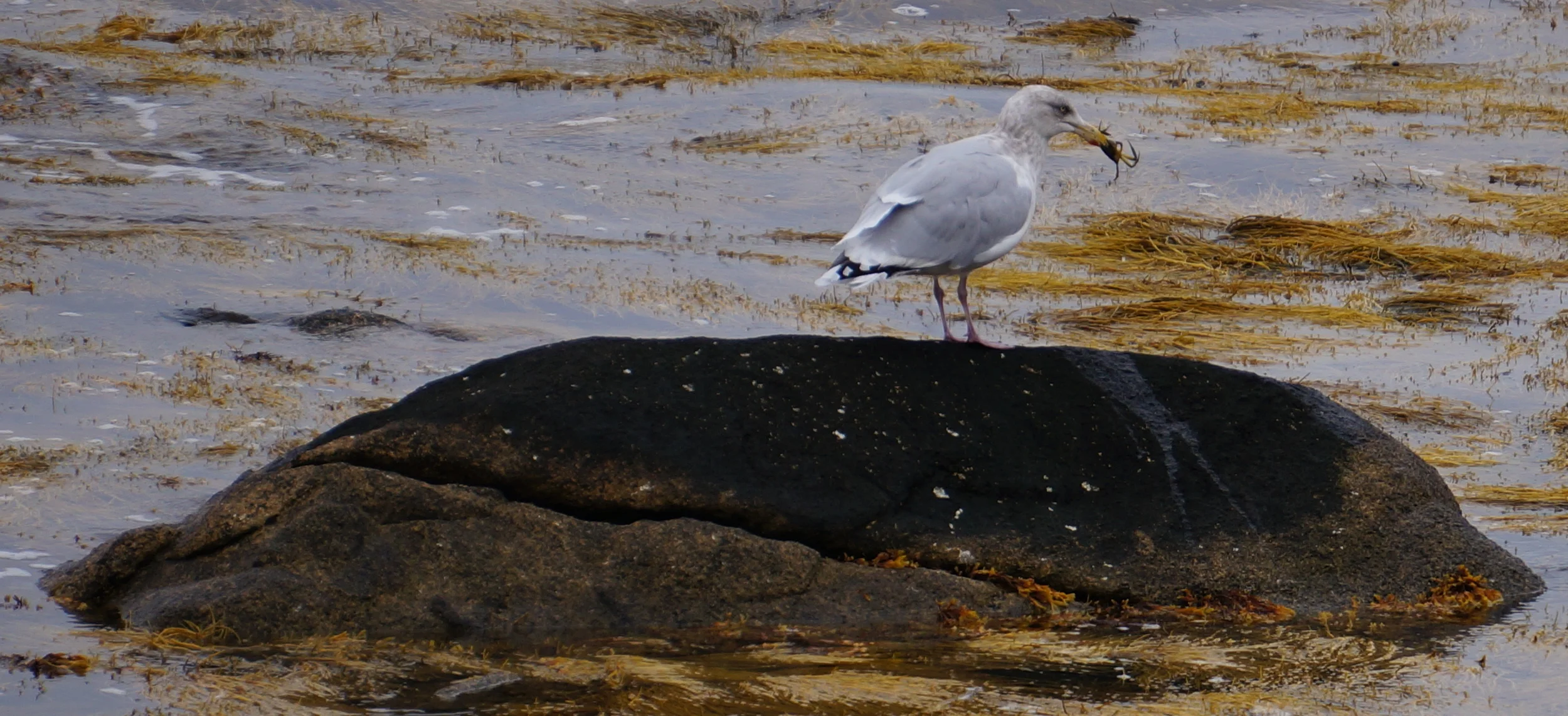 Gull with crab