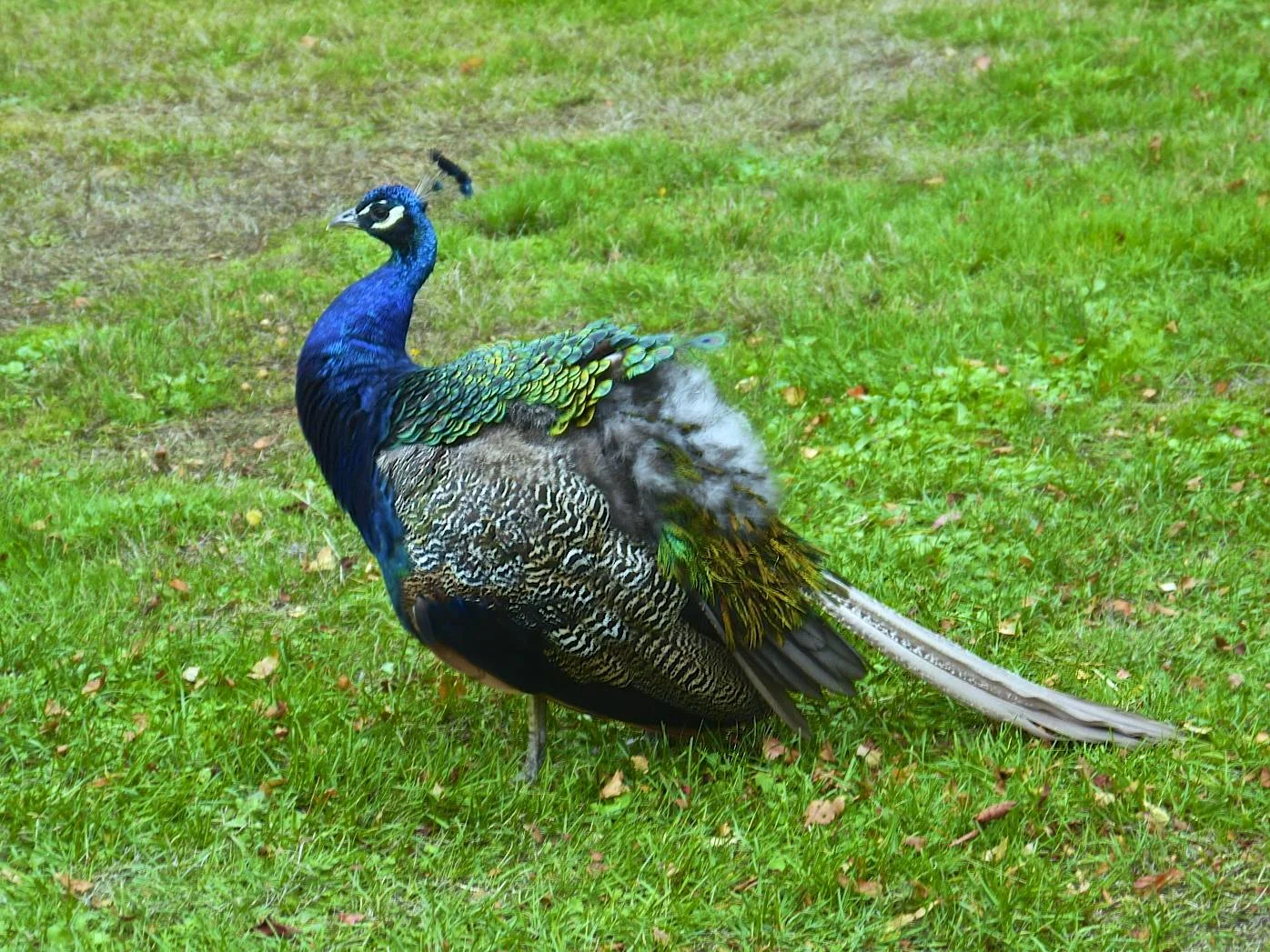 Peacock at Beacon Hill.jpg