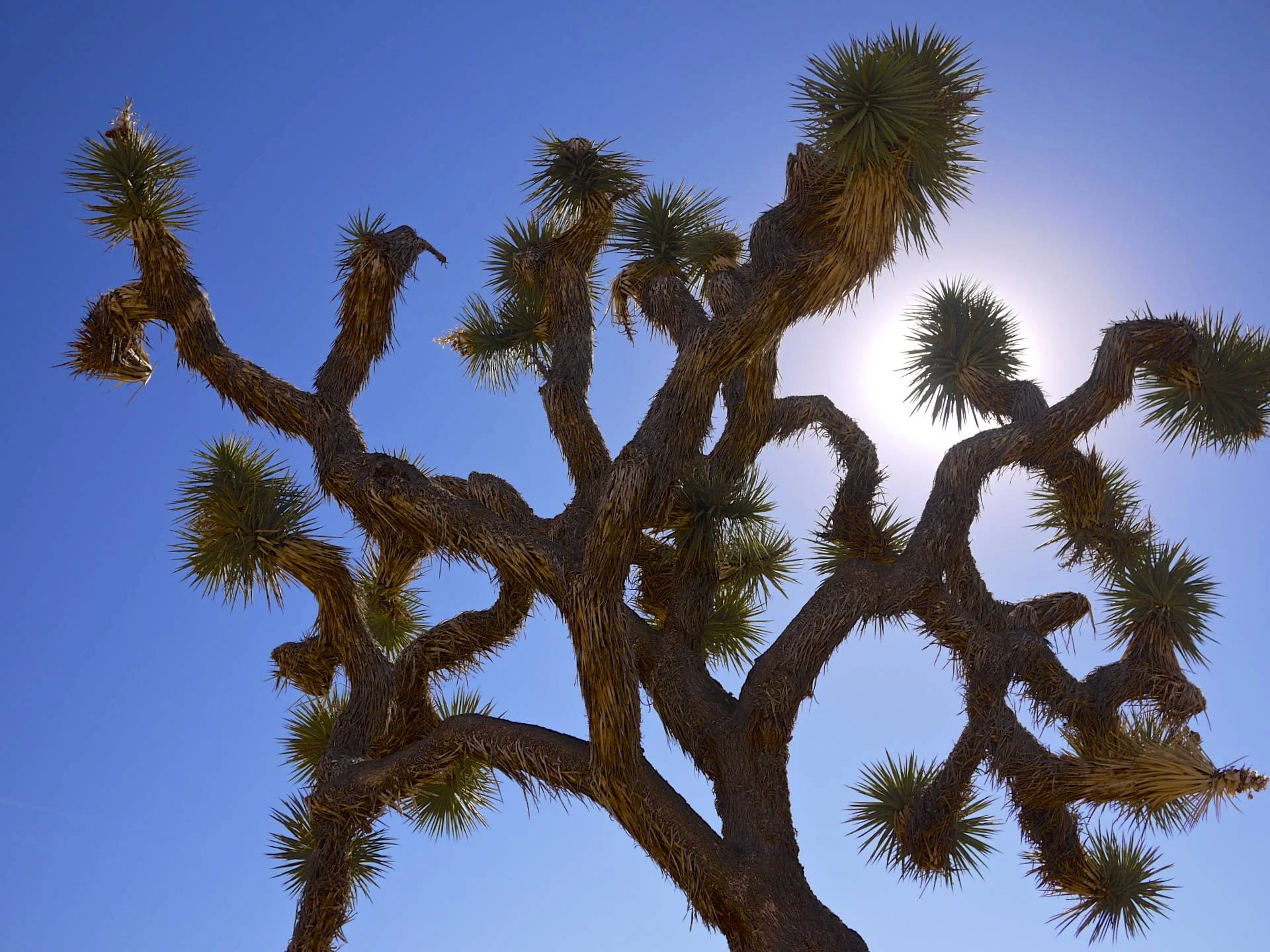 Twisted Branches.jpg