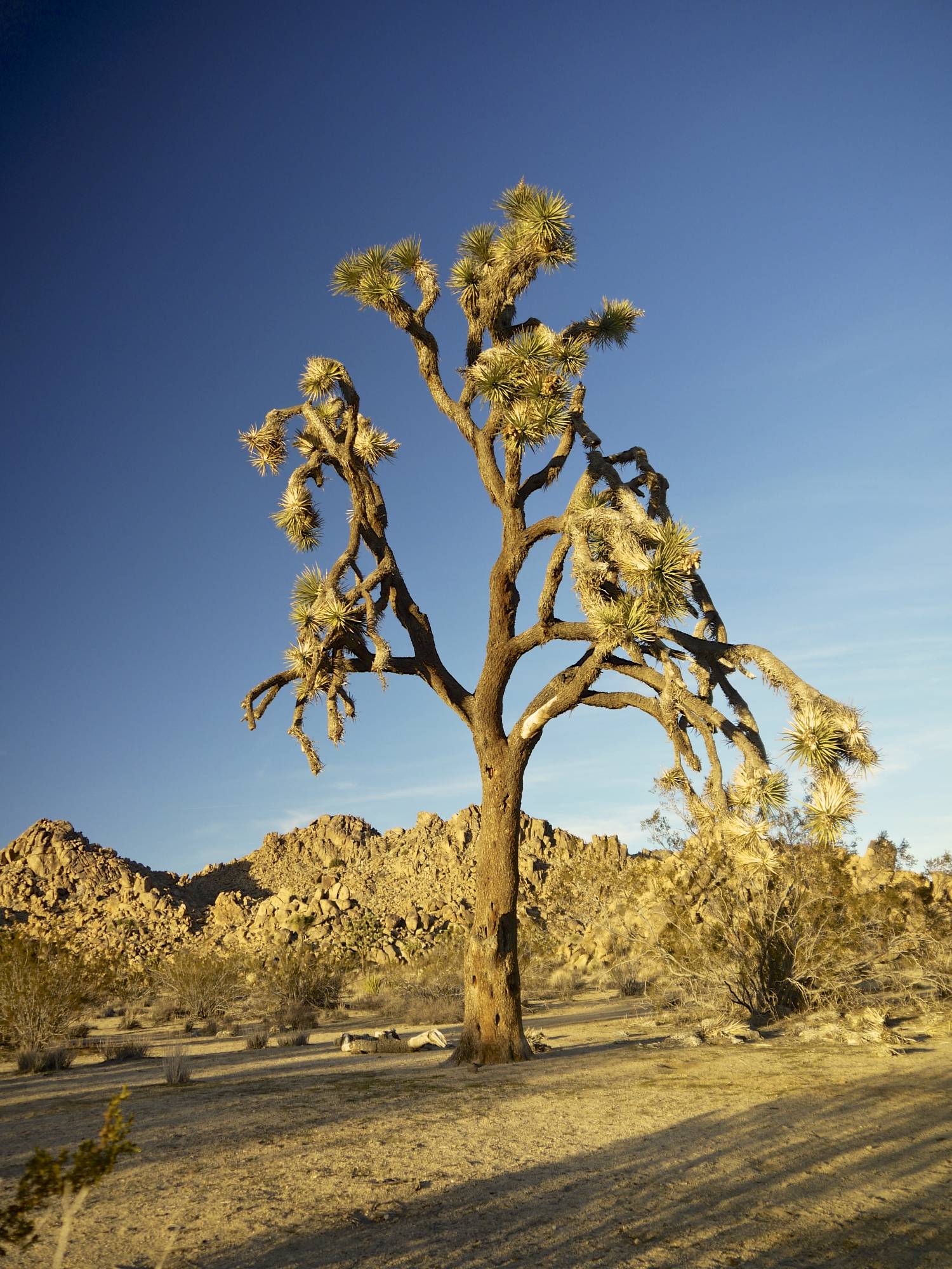 Lone Tree.jpg