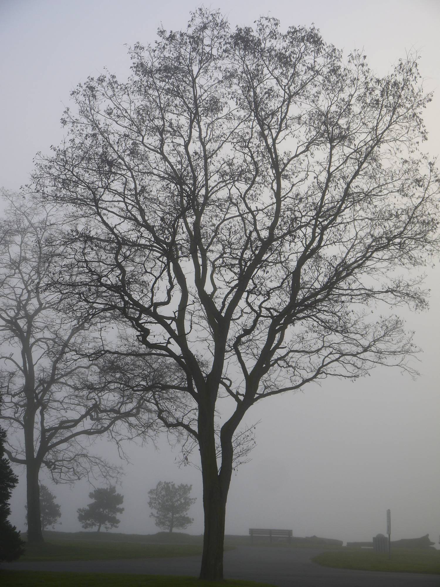Sole Tree in Fog.jpg