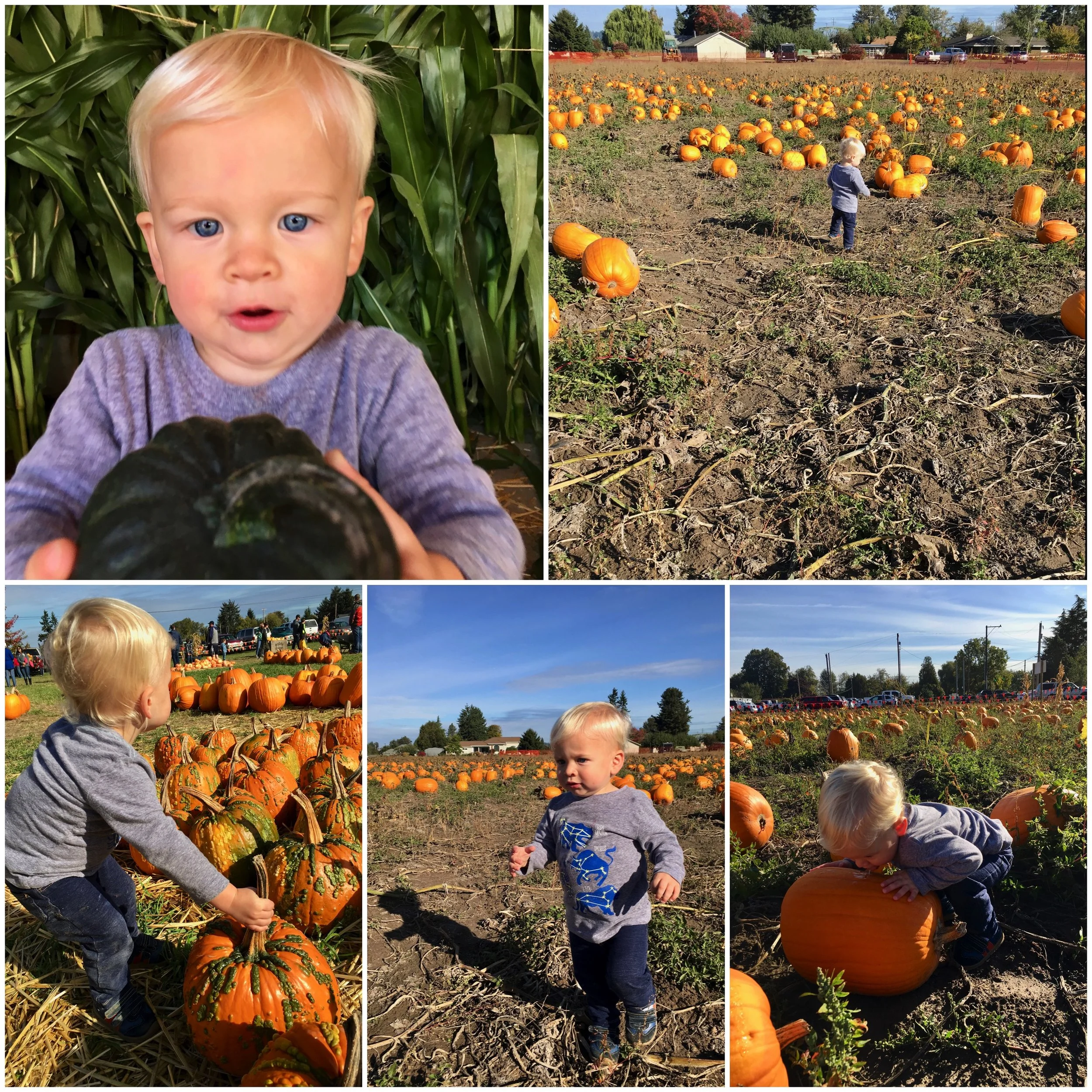 caleb-and-pumpkins.jpg