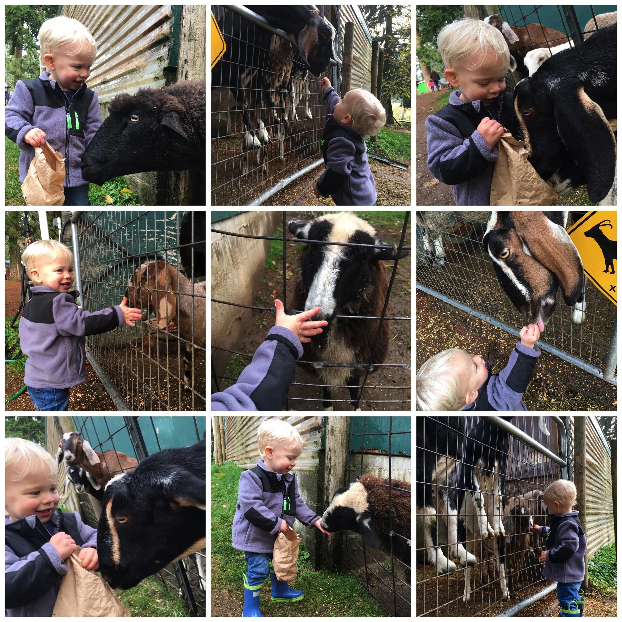 feeding-animals.jpg